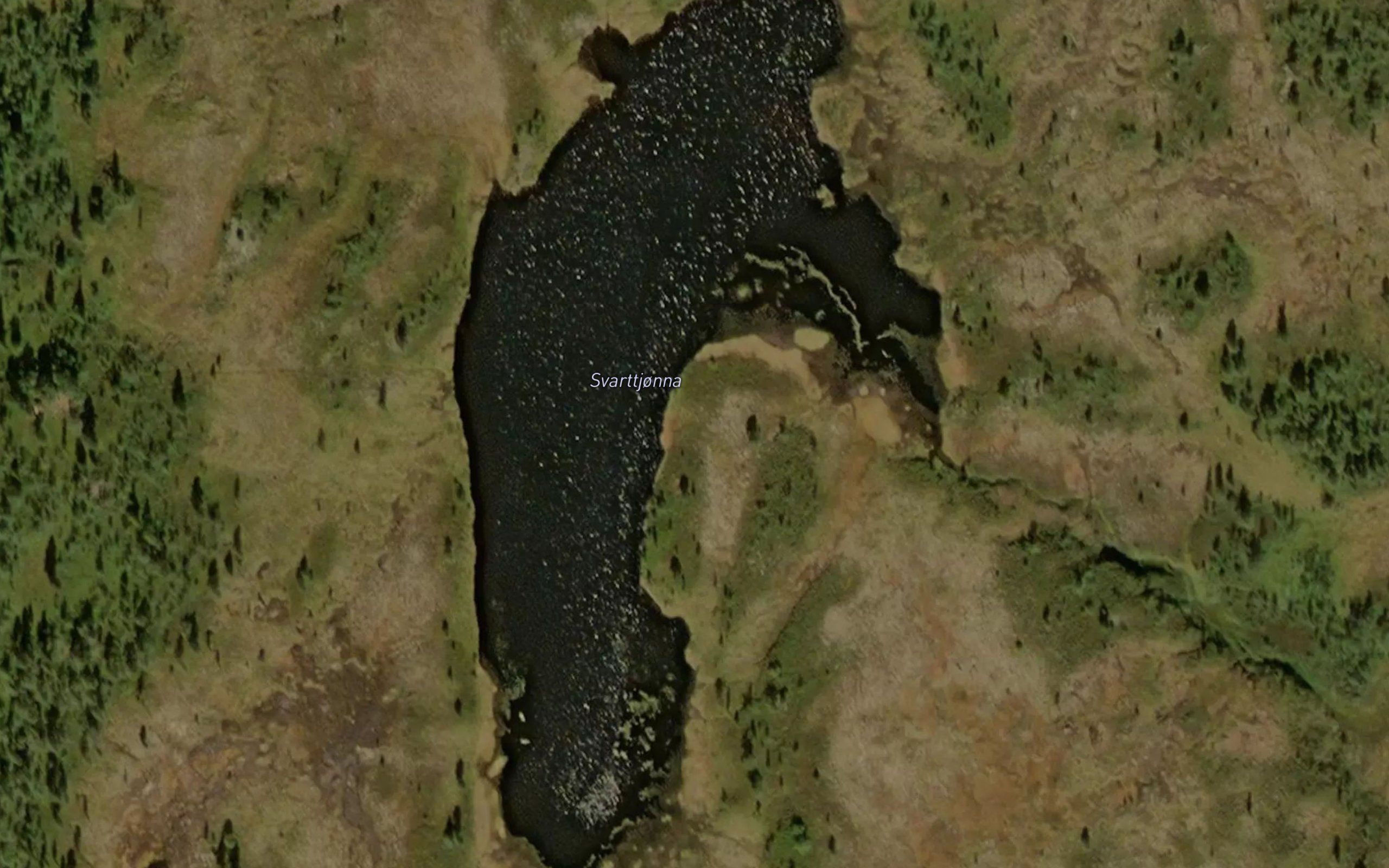 Svarttjorna