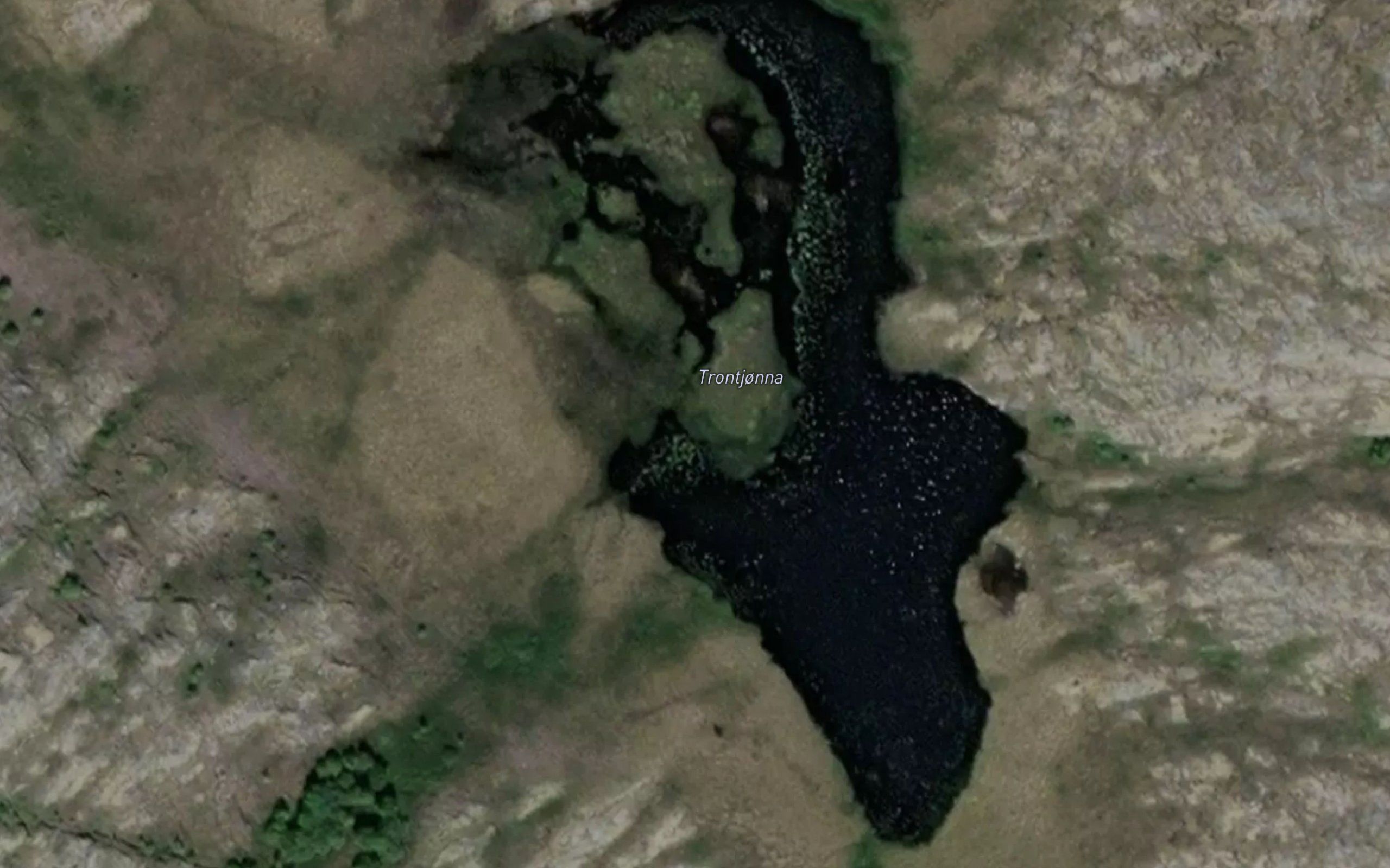 Trontjorna