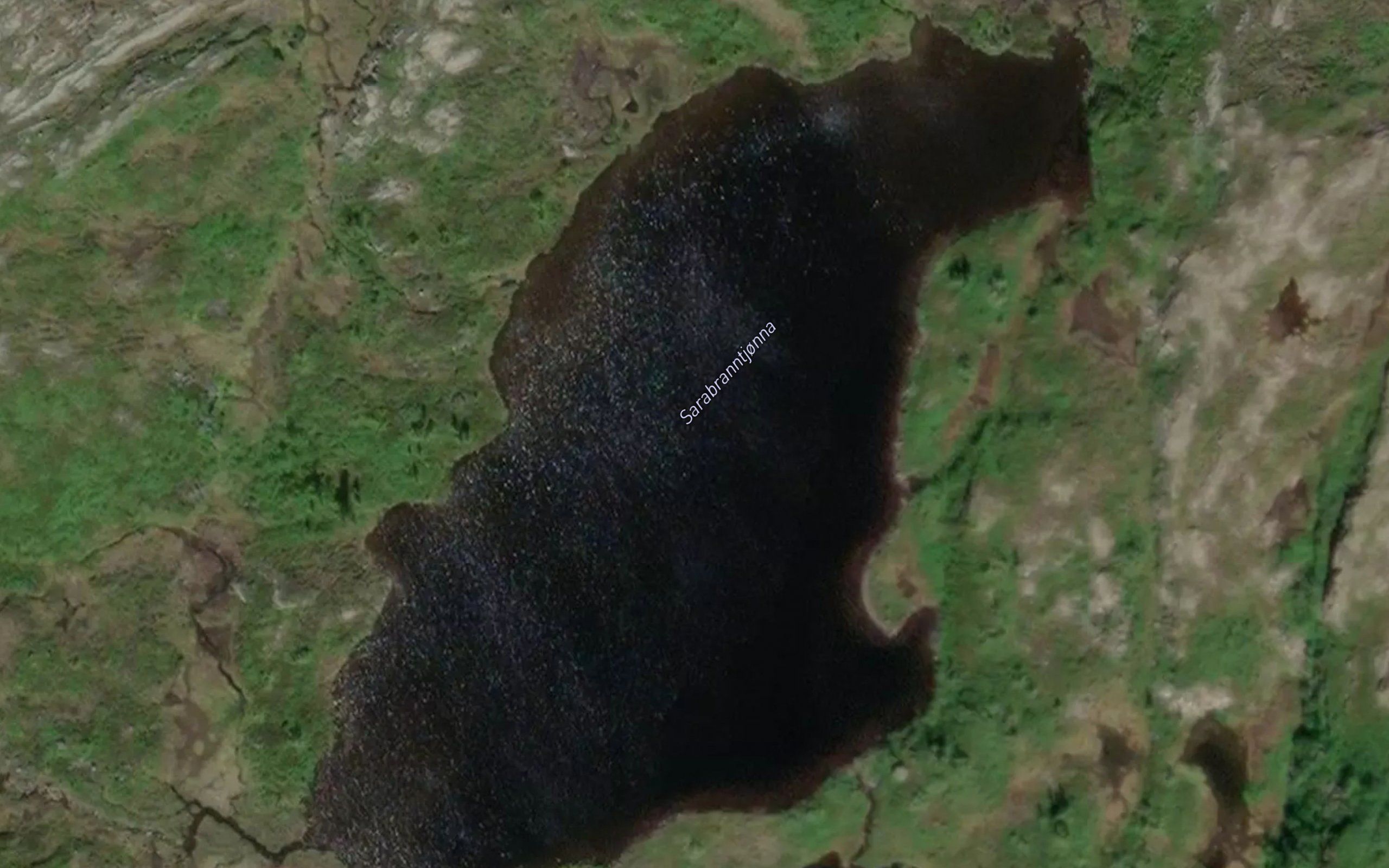 Sarabranntjorna