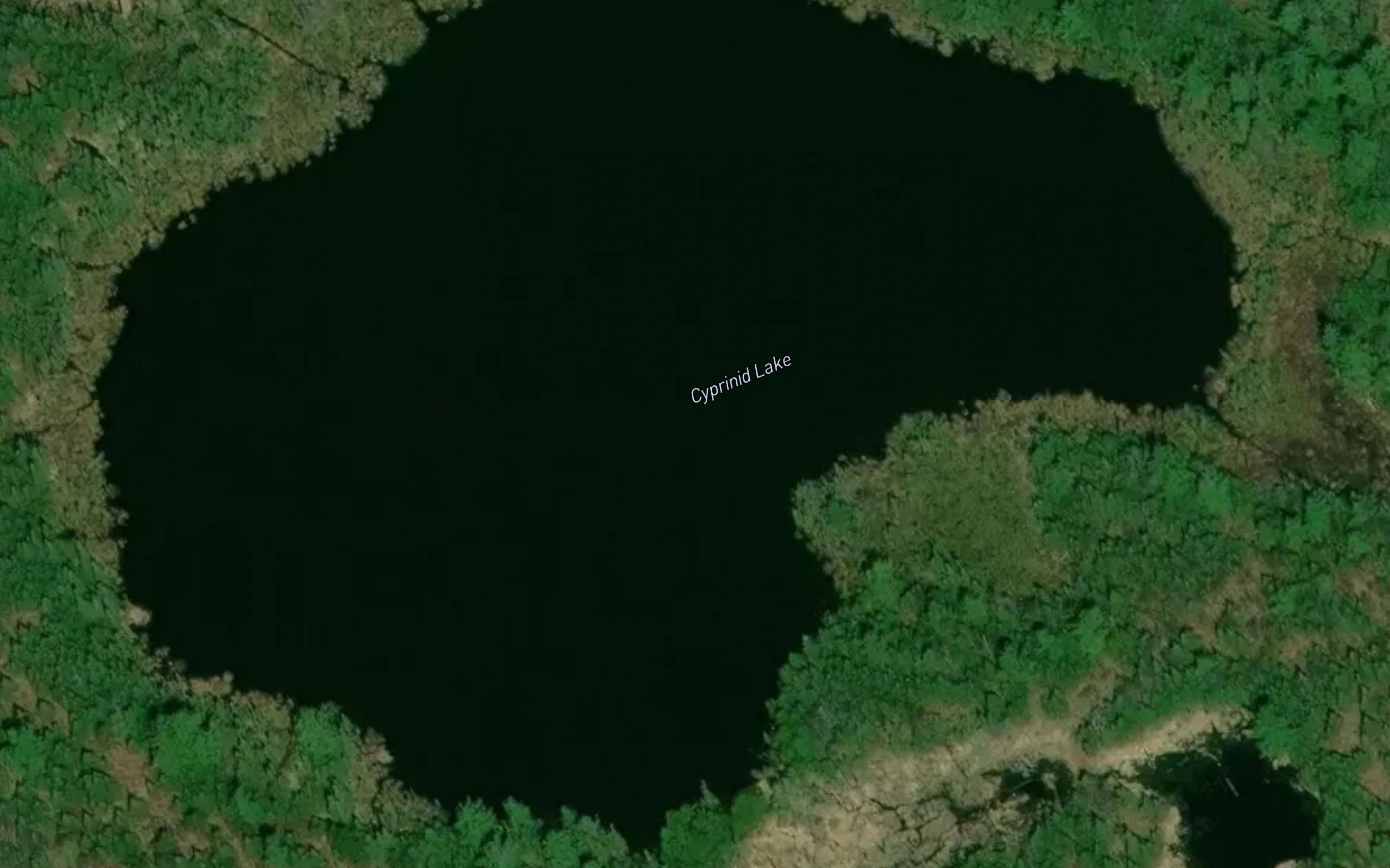 Cyprinid Lake