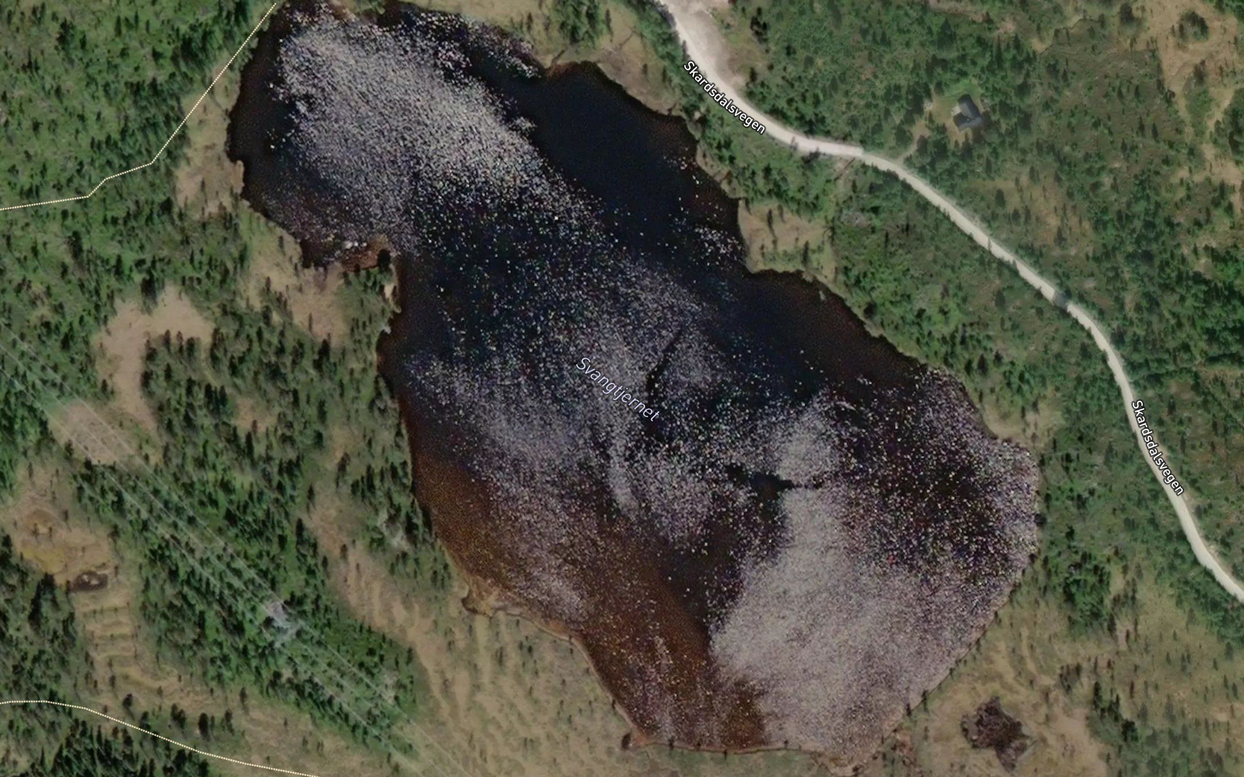 Svangtjernet