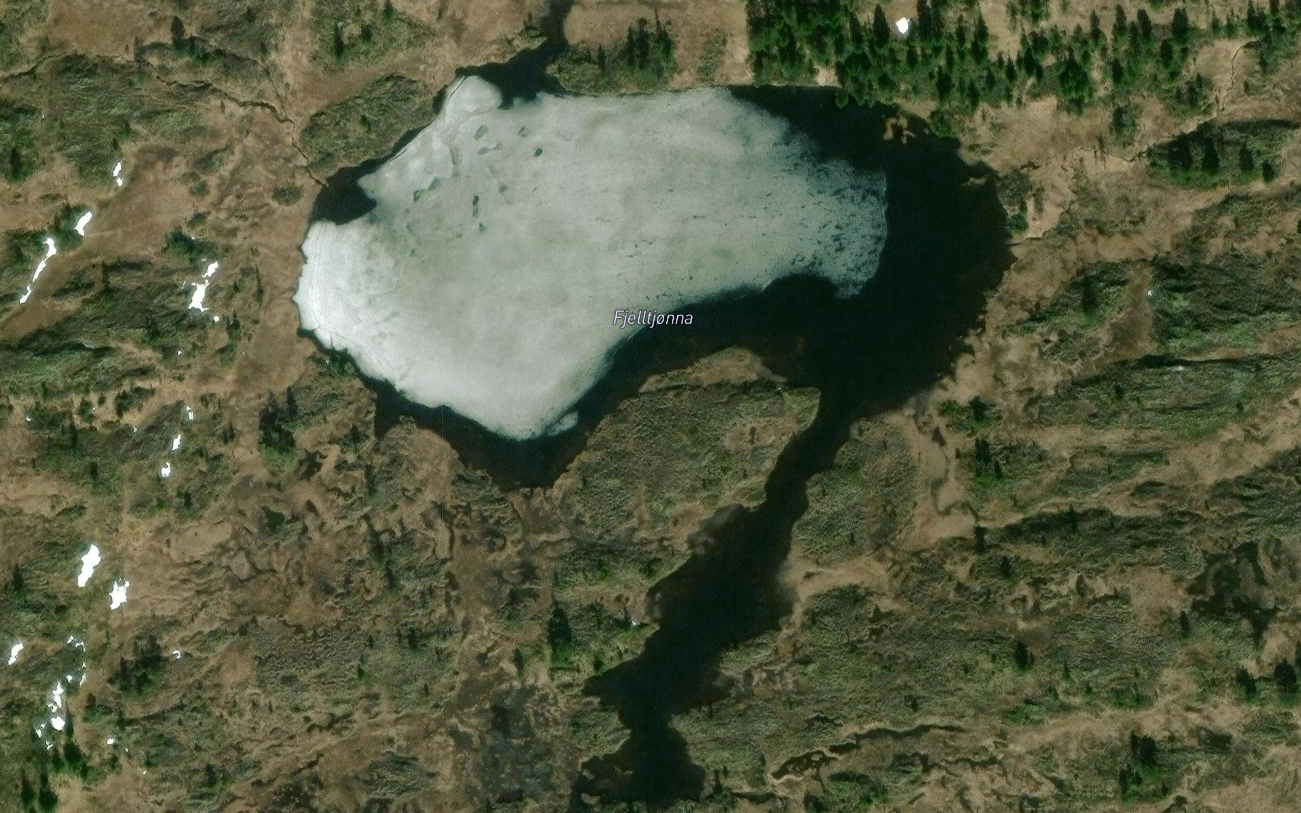 Fjelltjorna