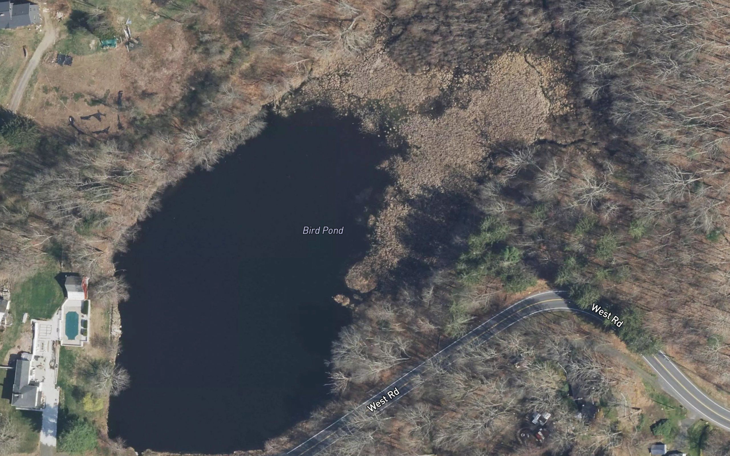 Bird Pond
