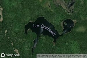 Lac Goshawk
