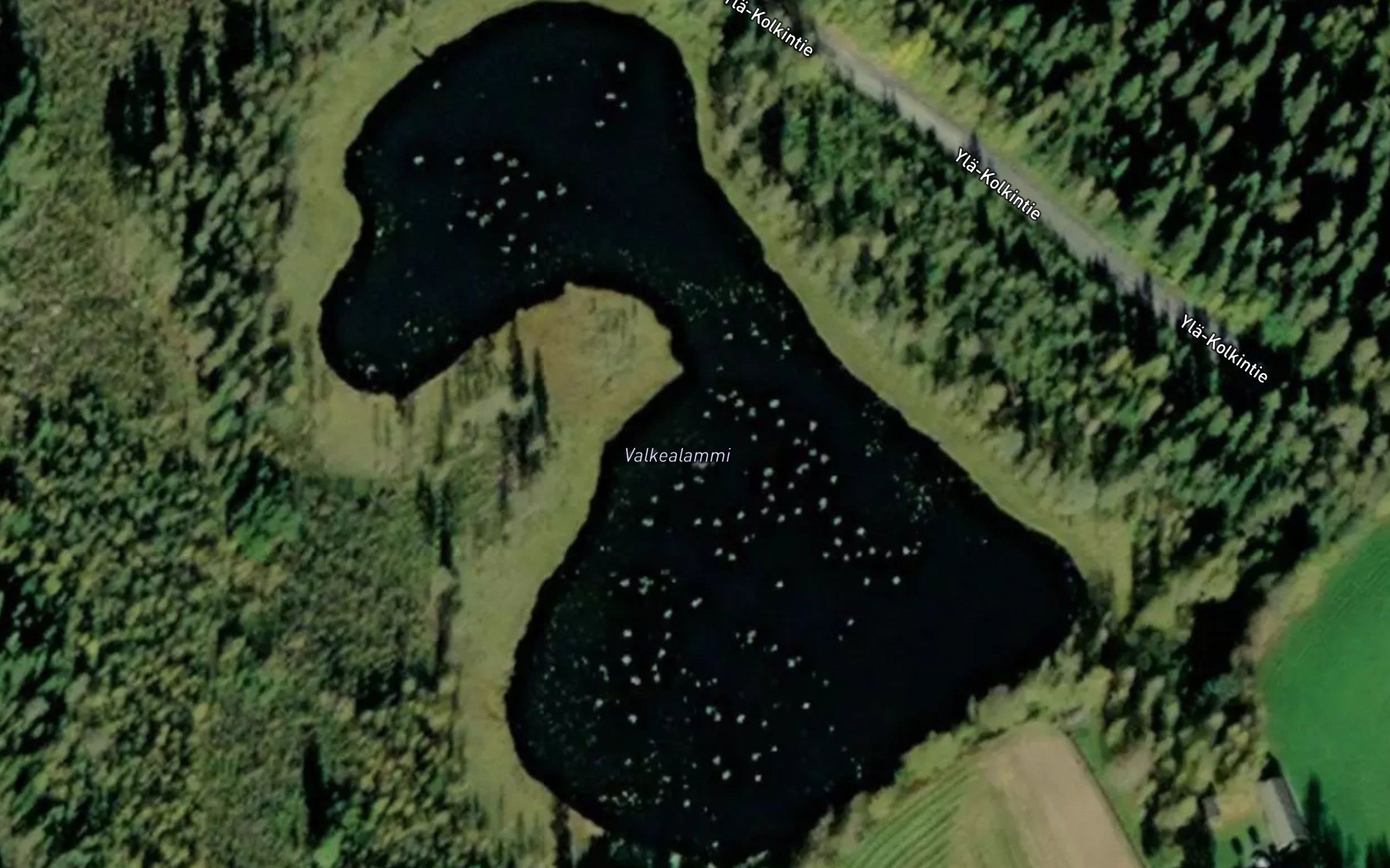 Valkealammi
