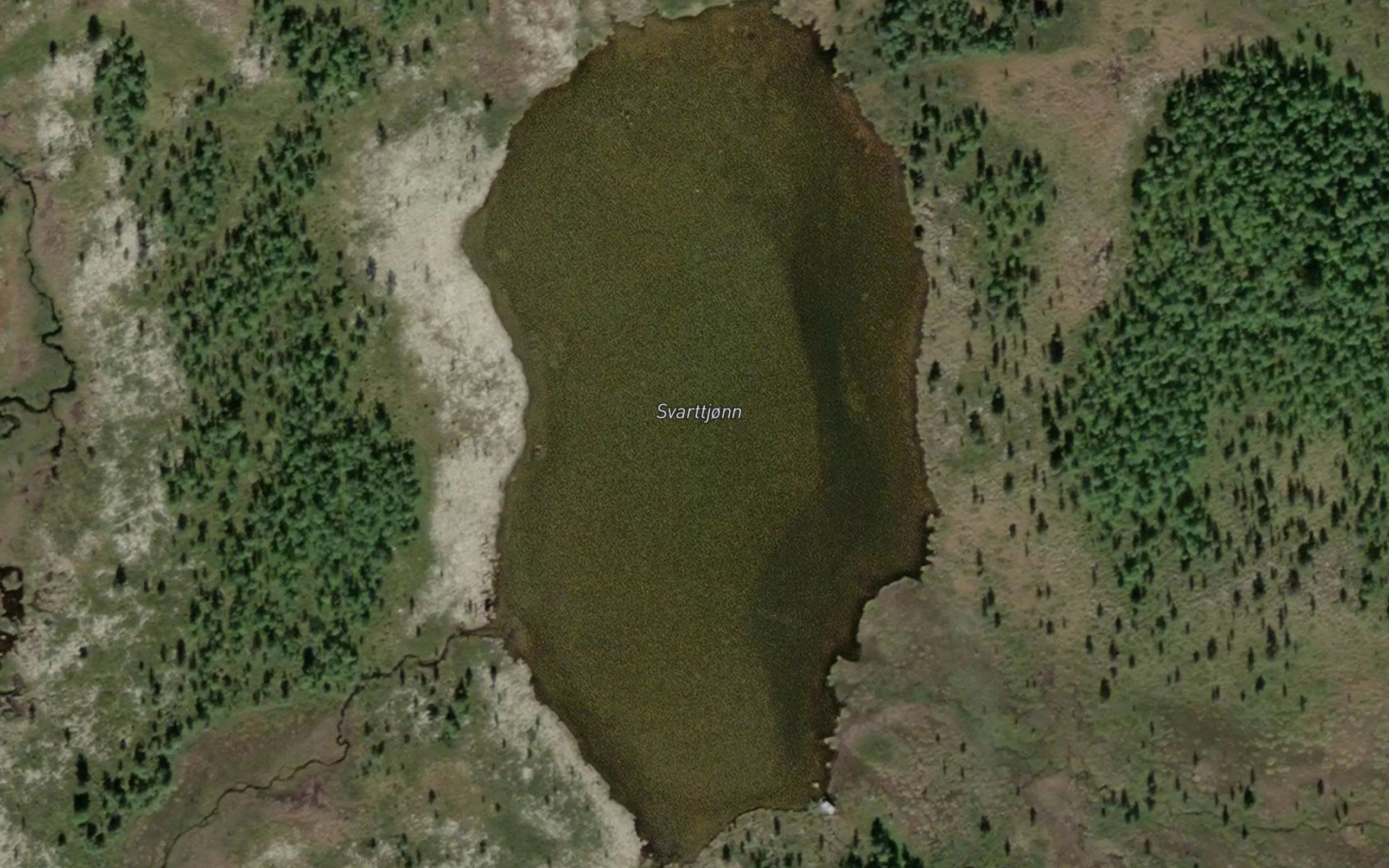 Svarttjorn