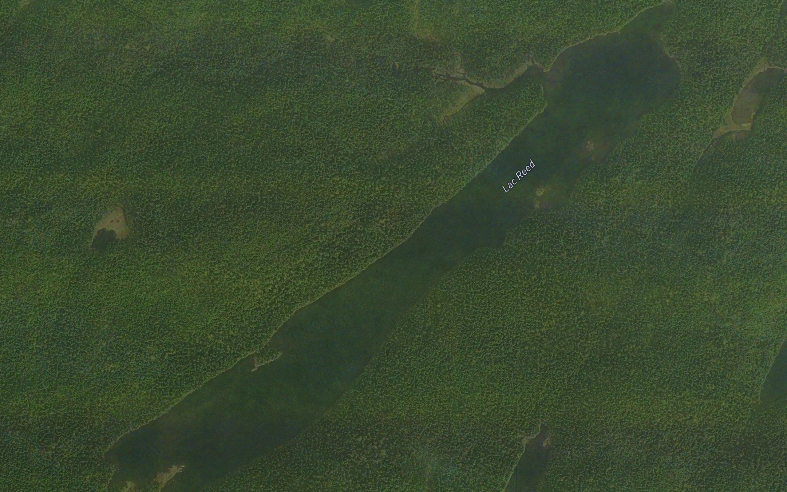 Lac Reed