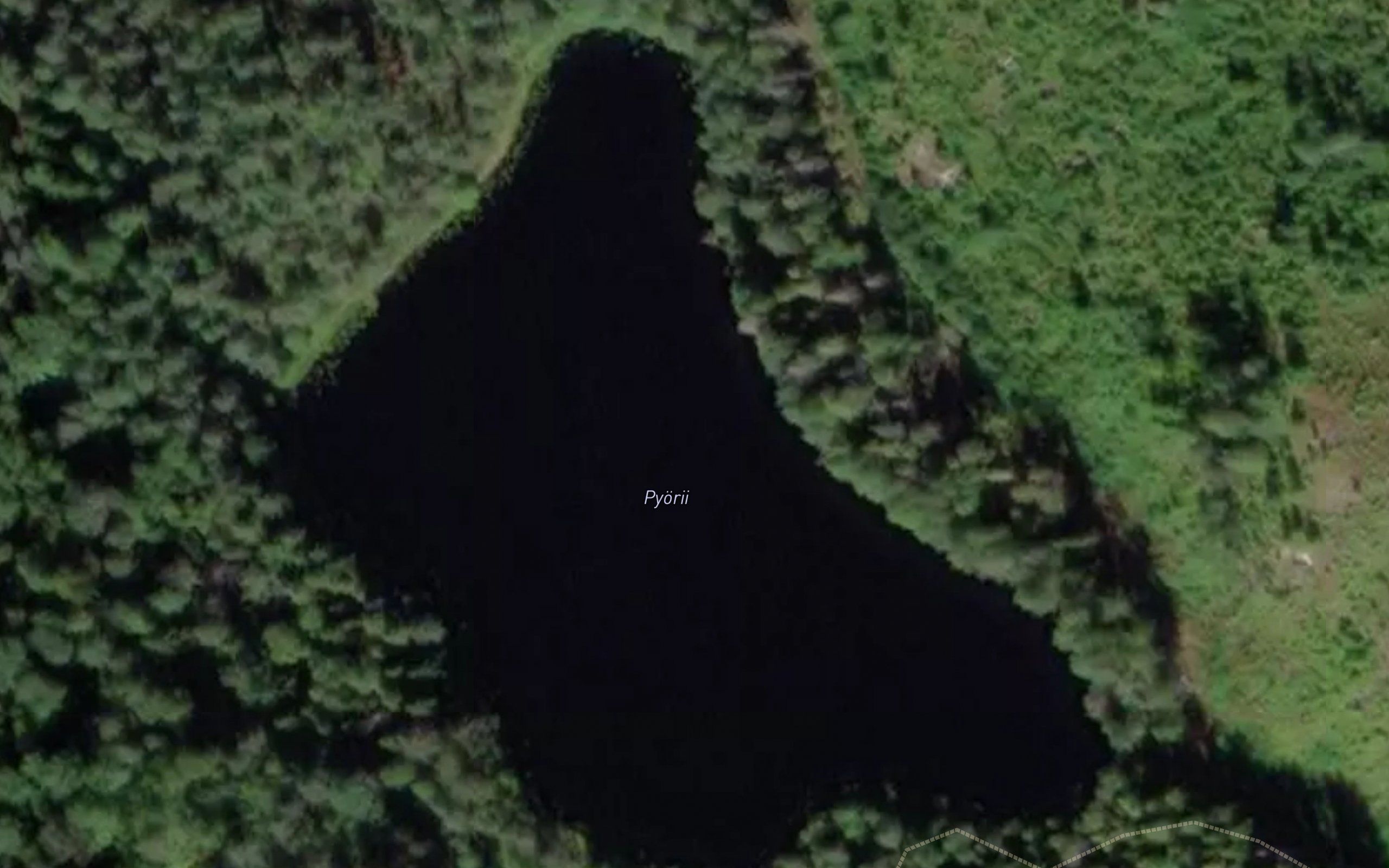 Pyorii