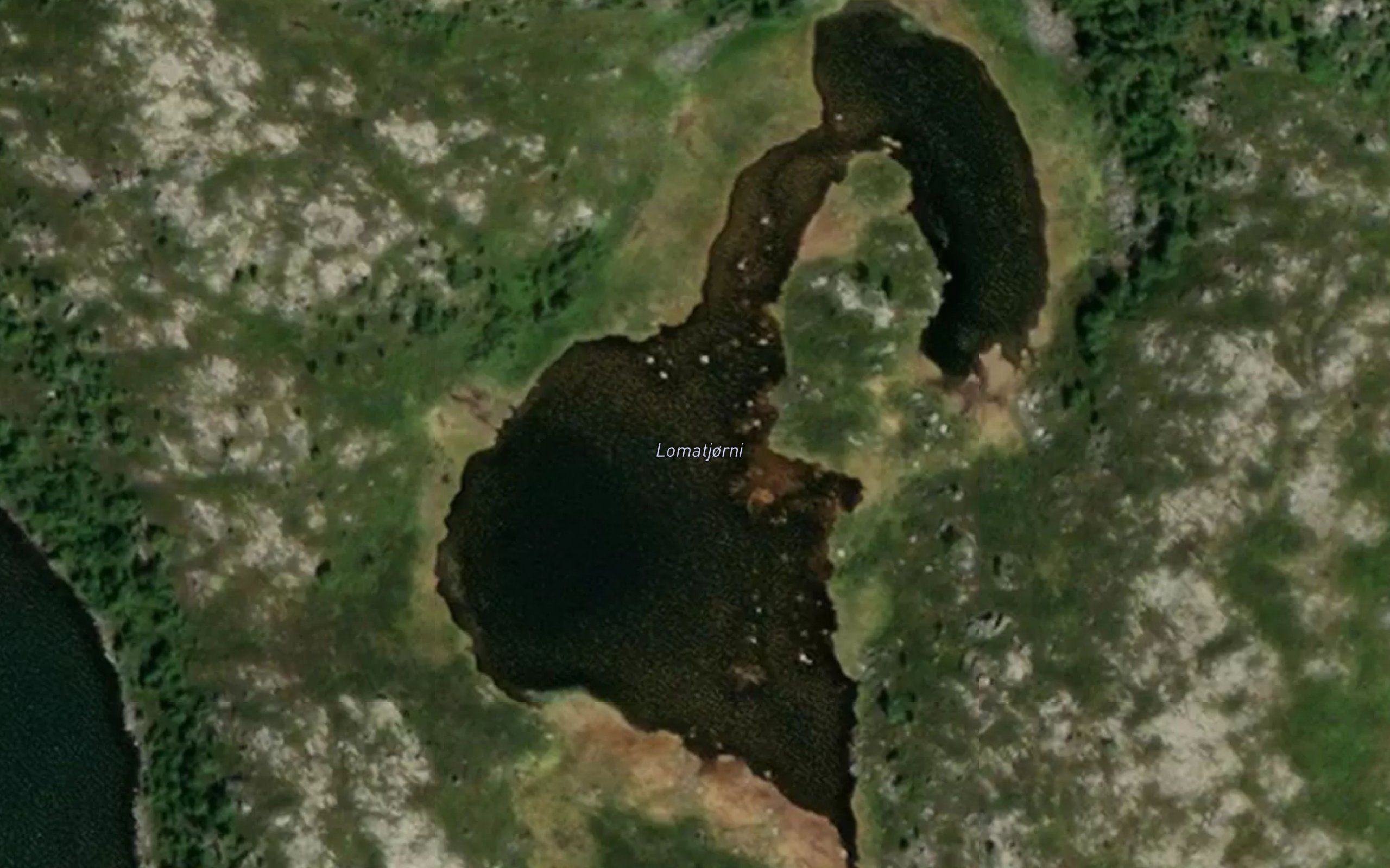 Lomatjernet