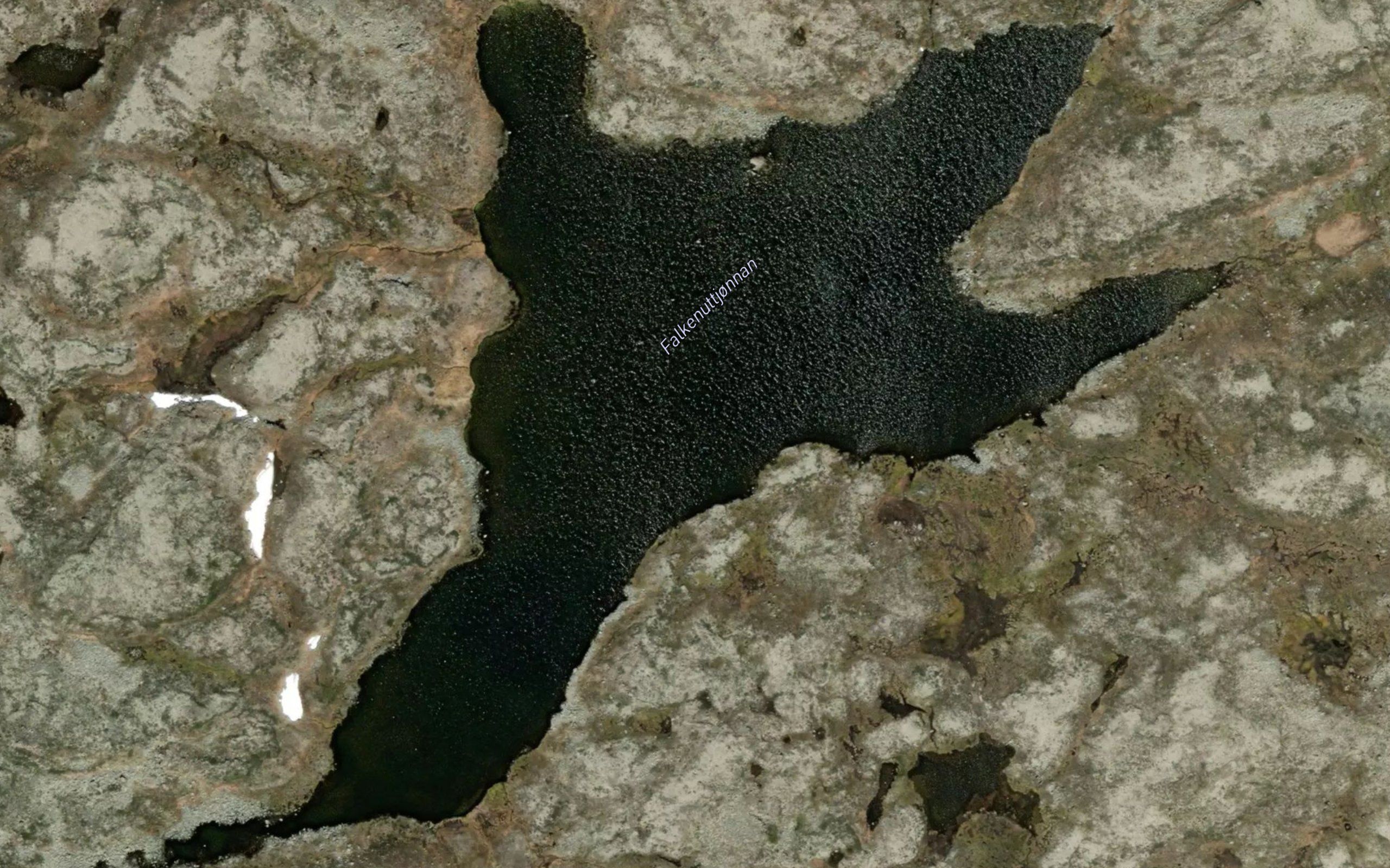 Falkenuttjonnan