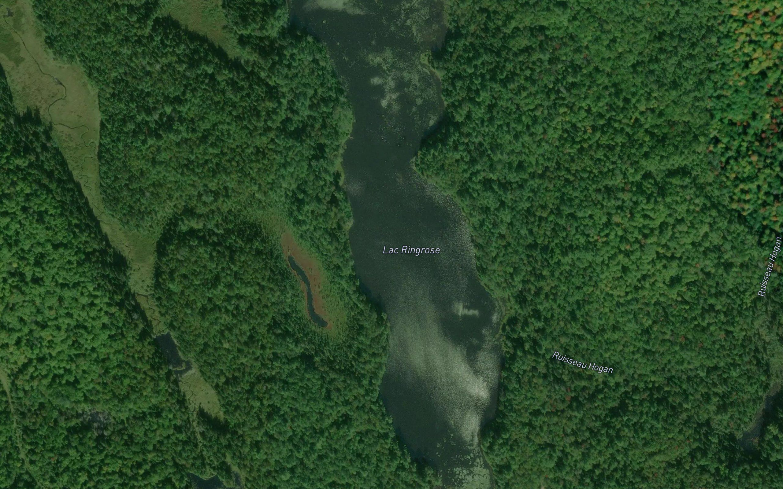 Lac Ringrose