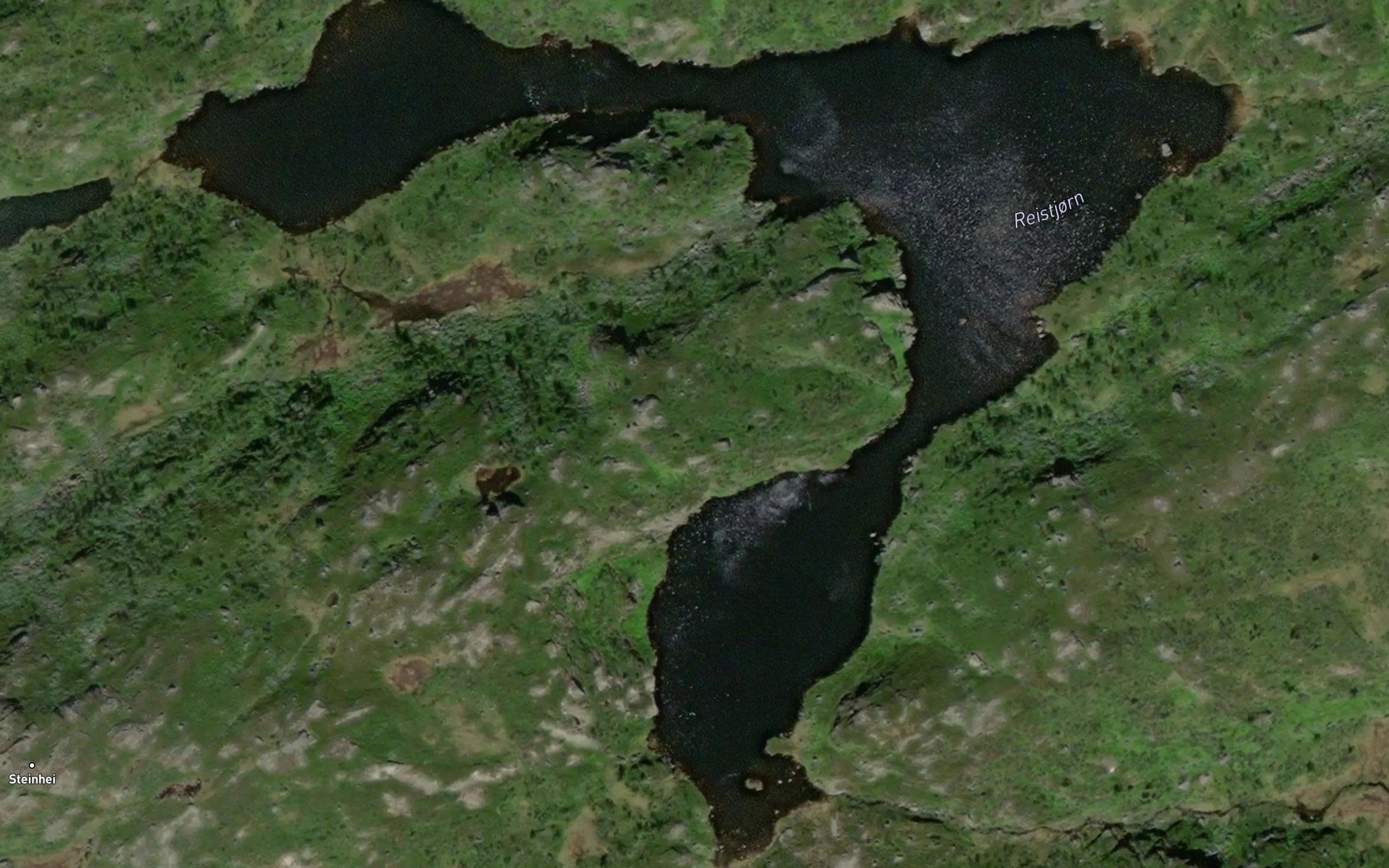 Reistjorn