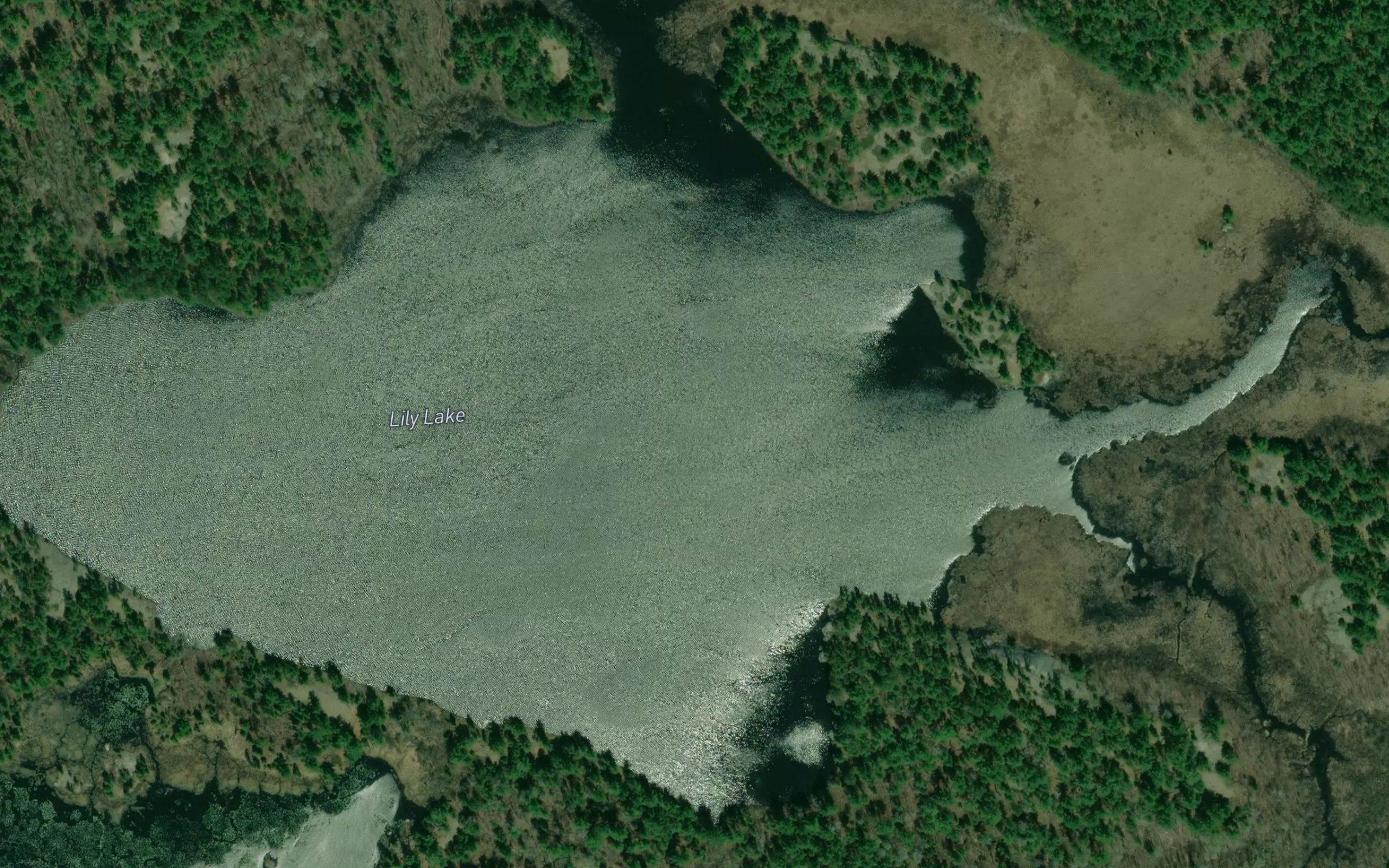 Lily Lake