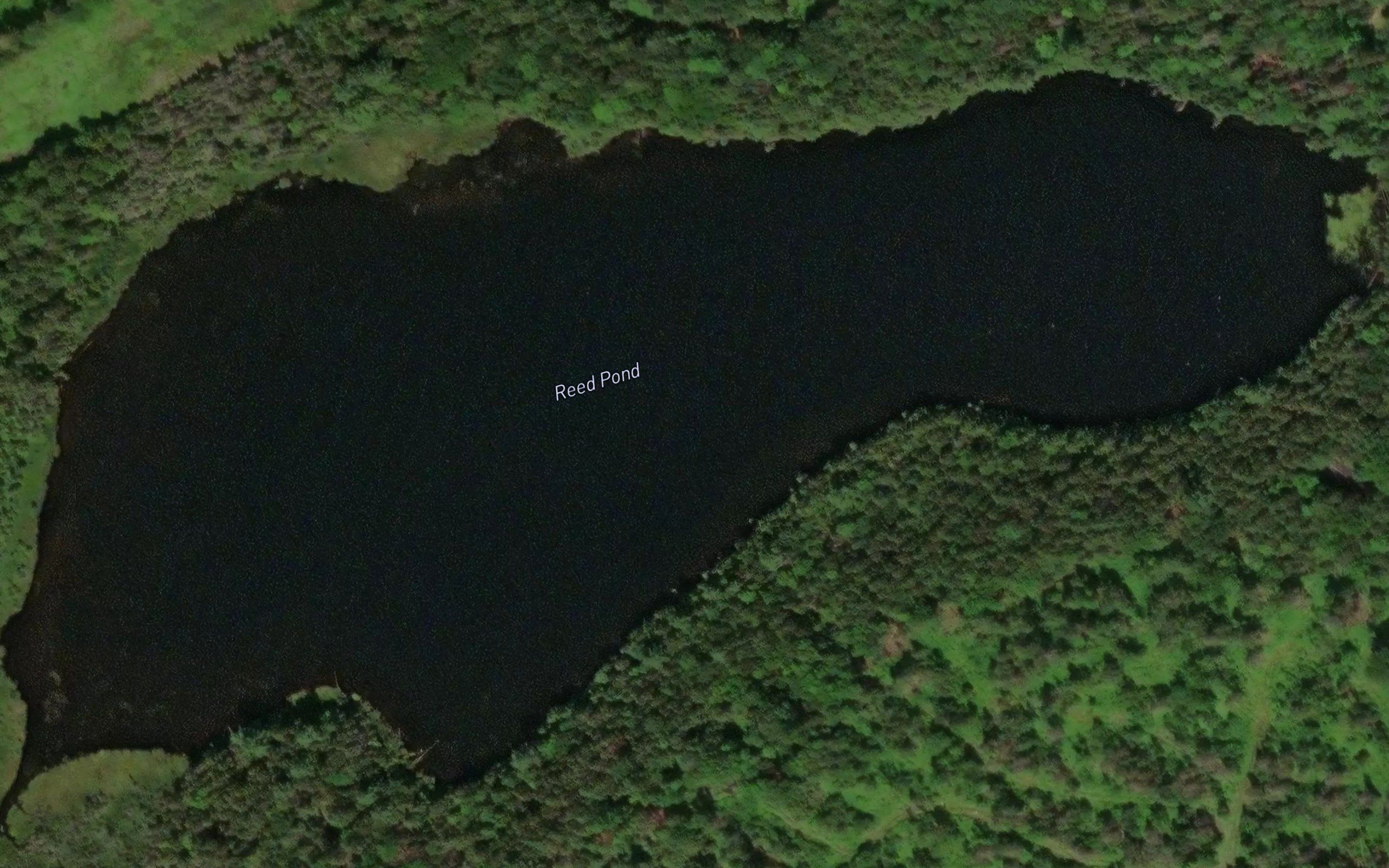 Reed Pond