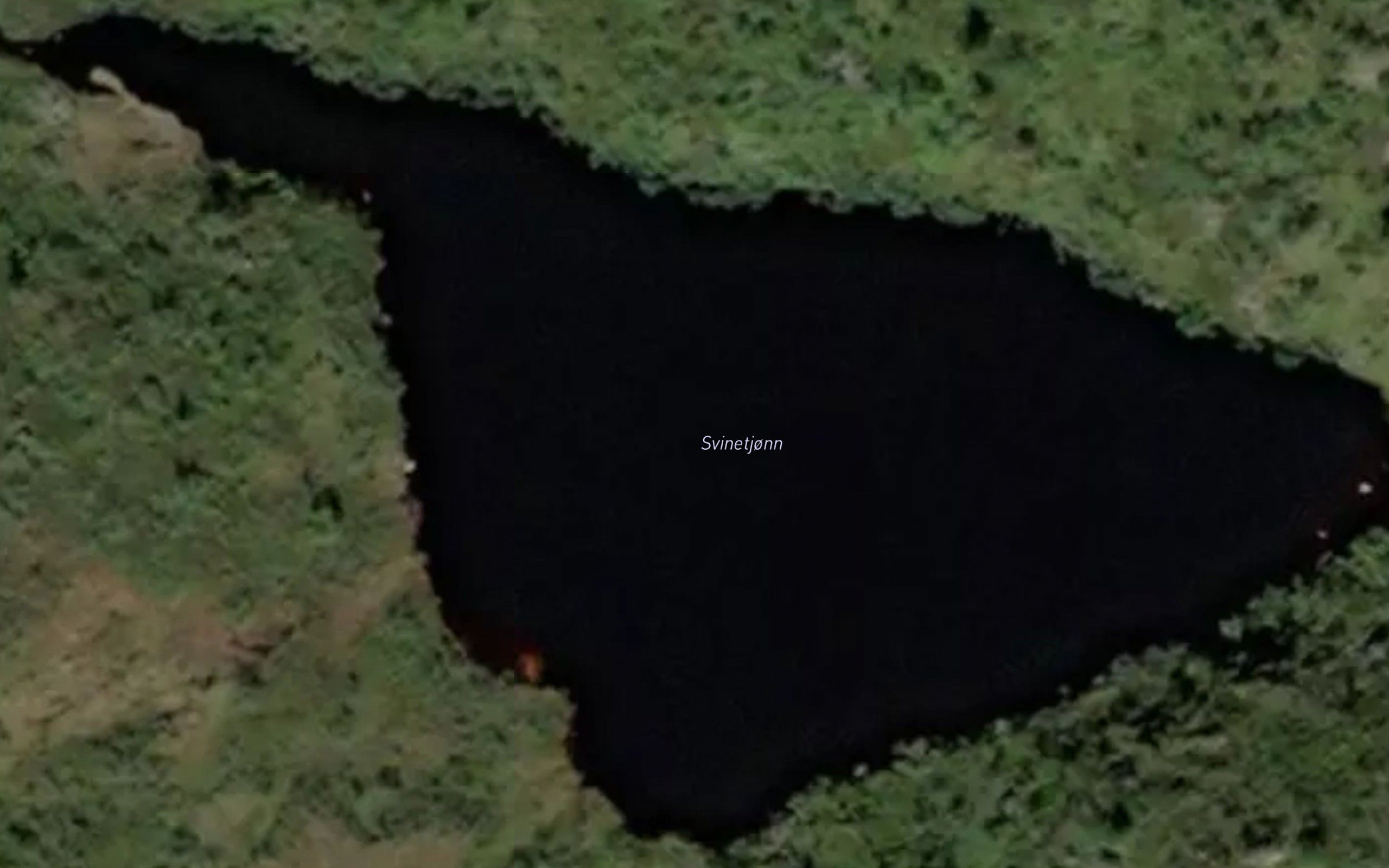 Svinetjorn