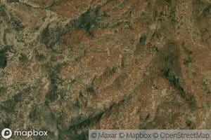 Canada Ciruelo Chato