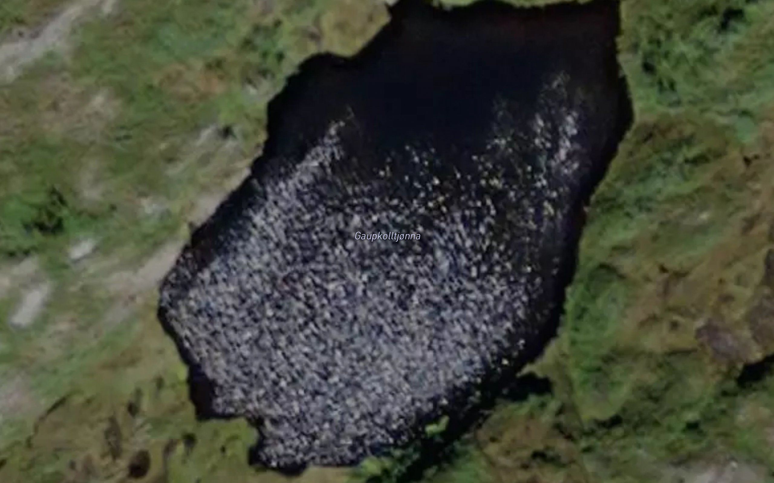 Gaupkolltjorna