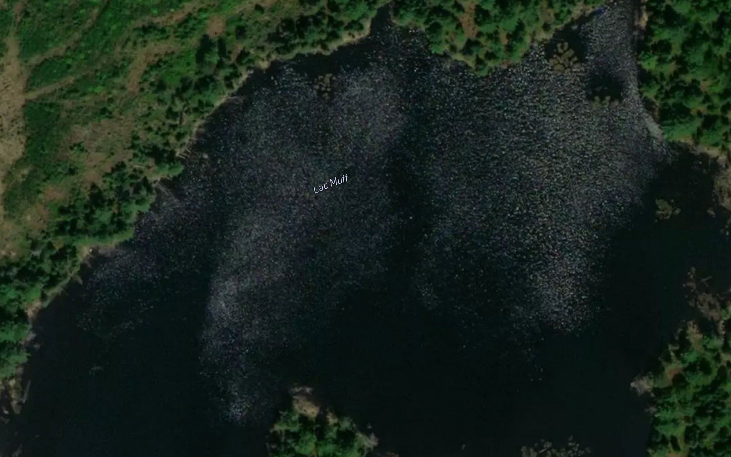 Lac Muff