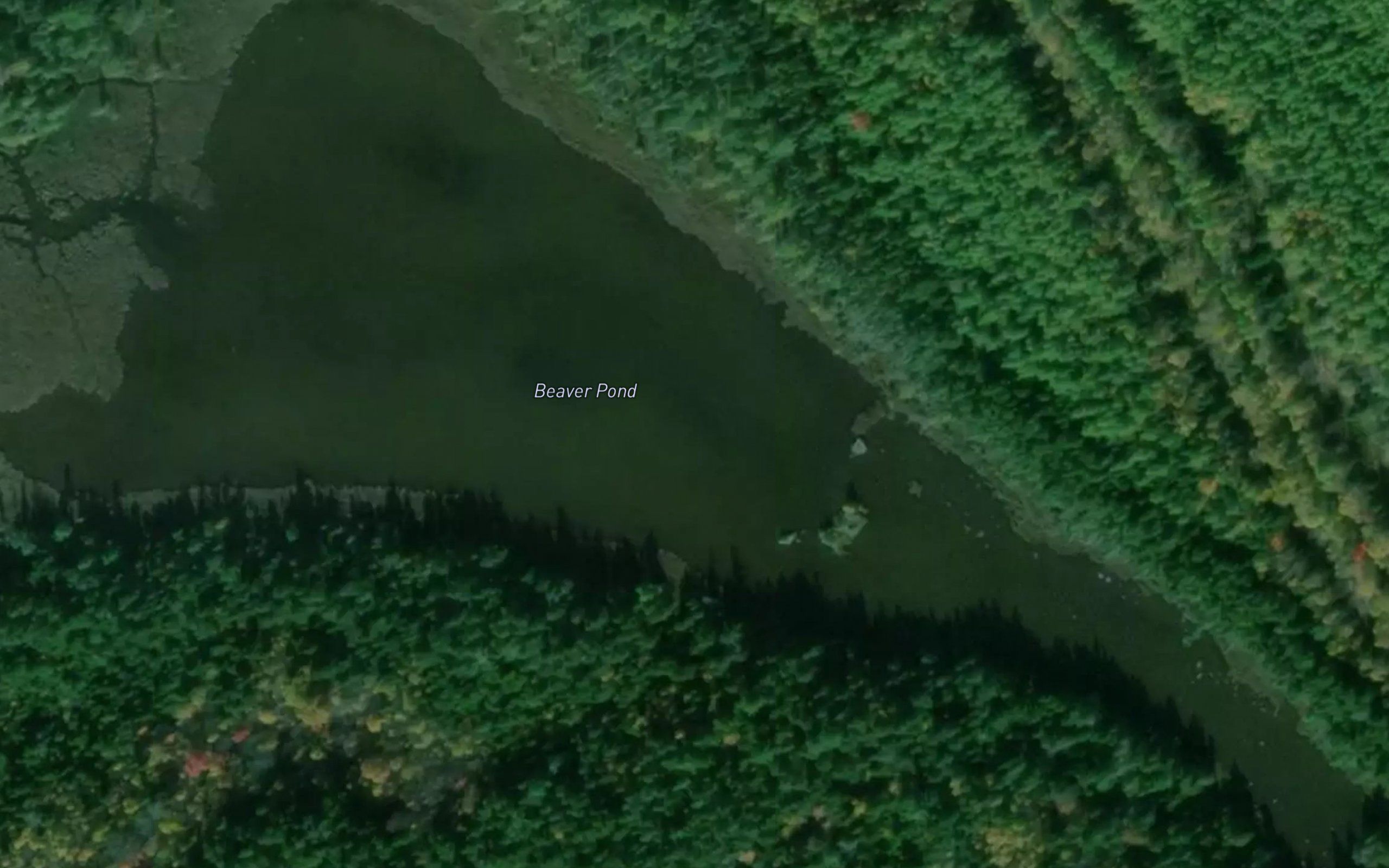 Beaver Pond