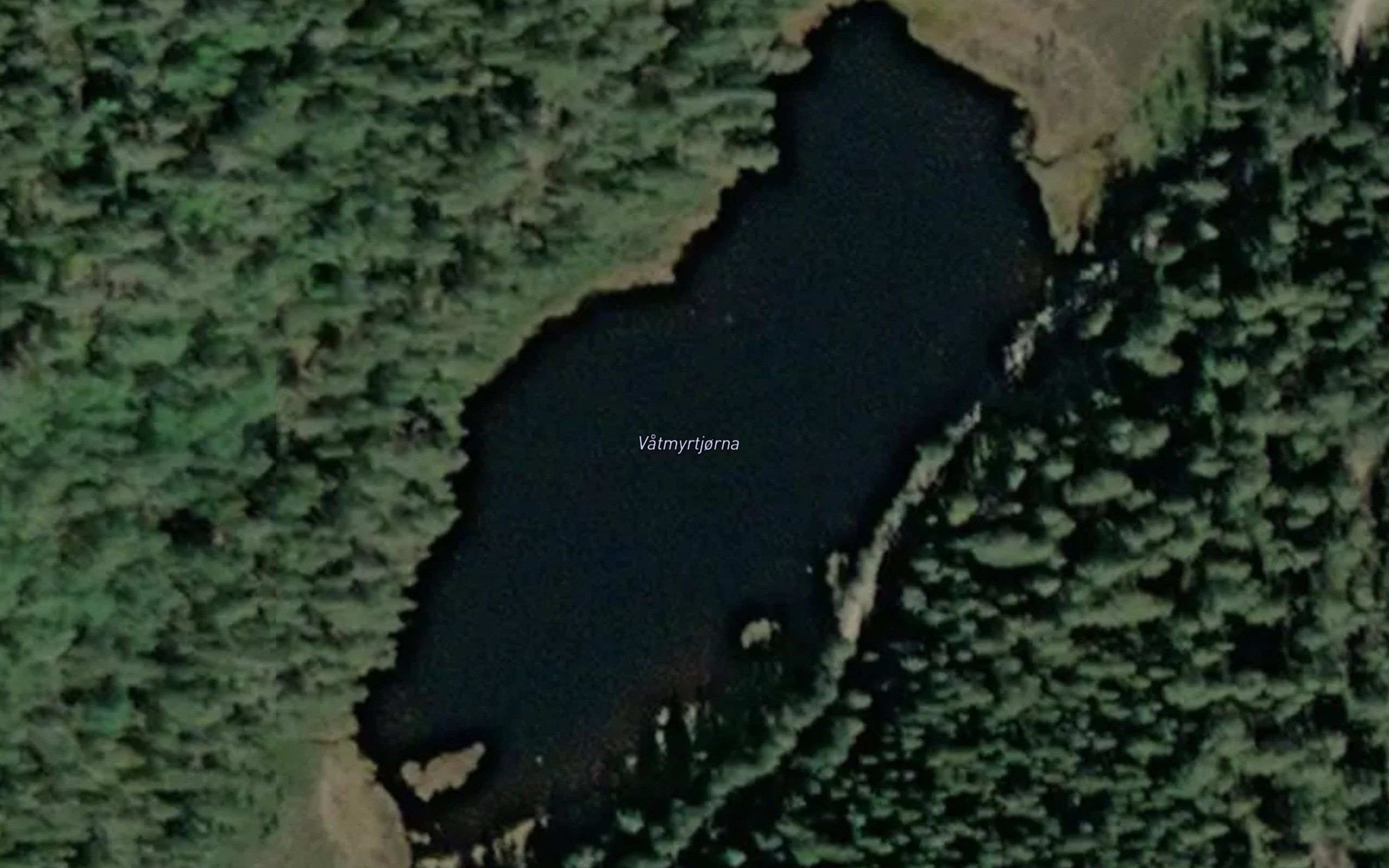 Vatmyrtjorna