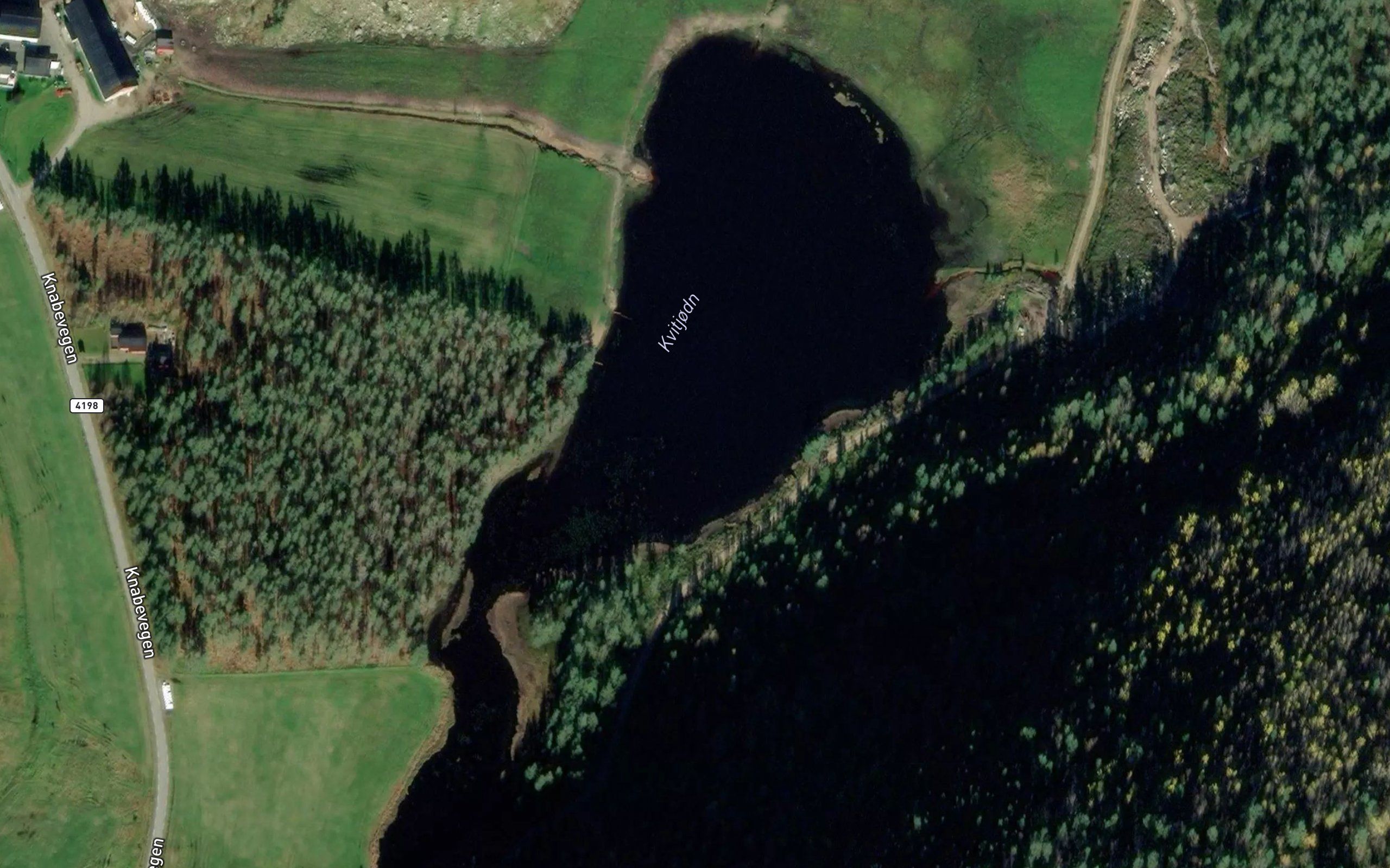 Kvitjorn