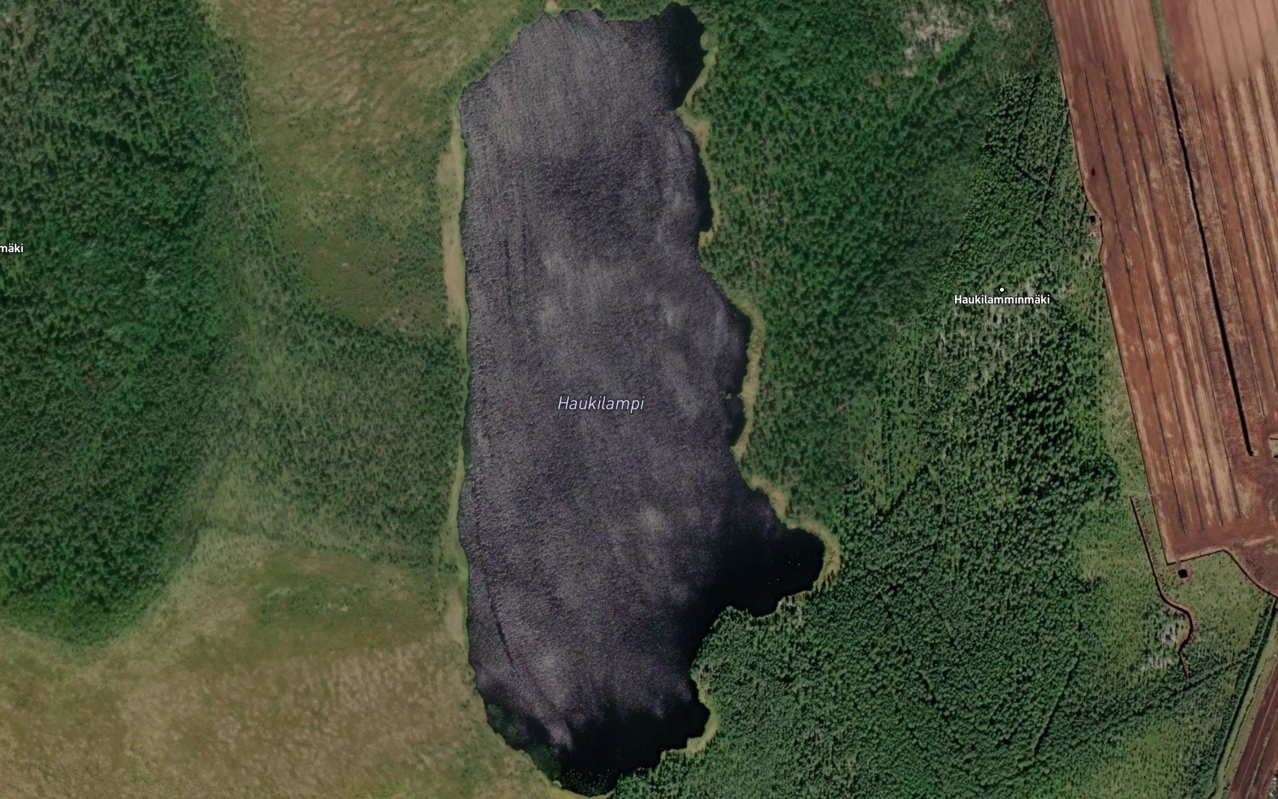 Haukilampi