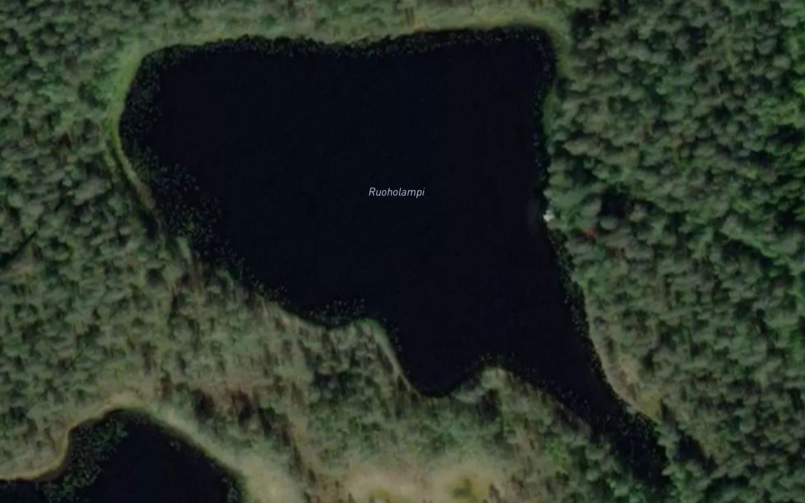 Ruoholampi