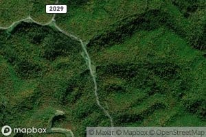 Spruce Pine Branch