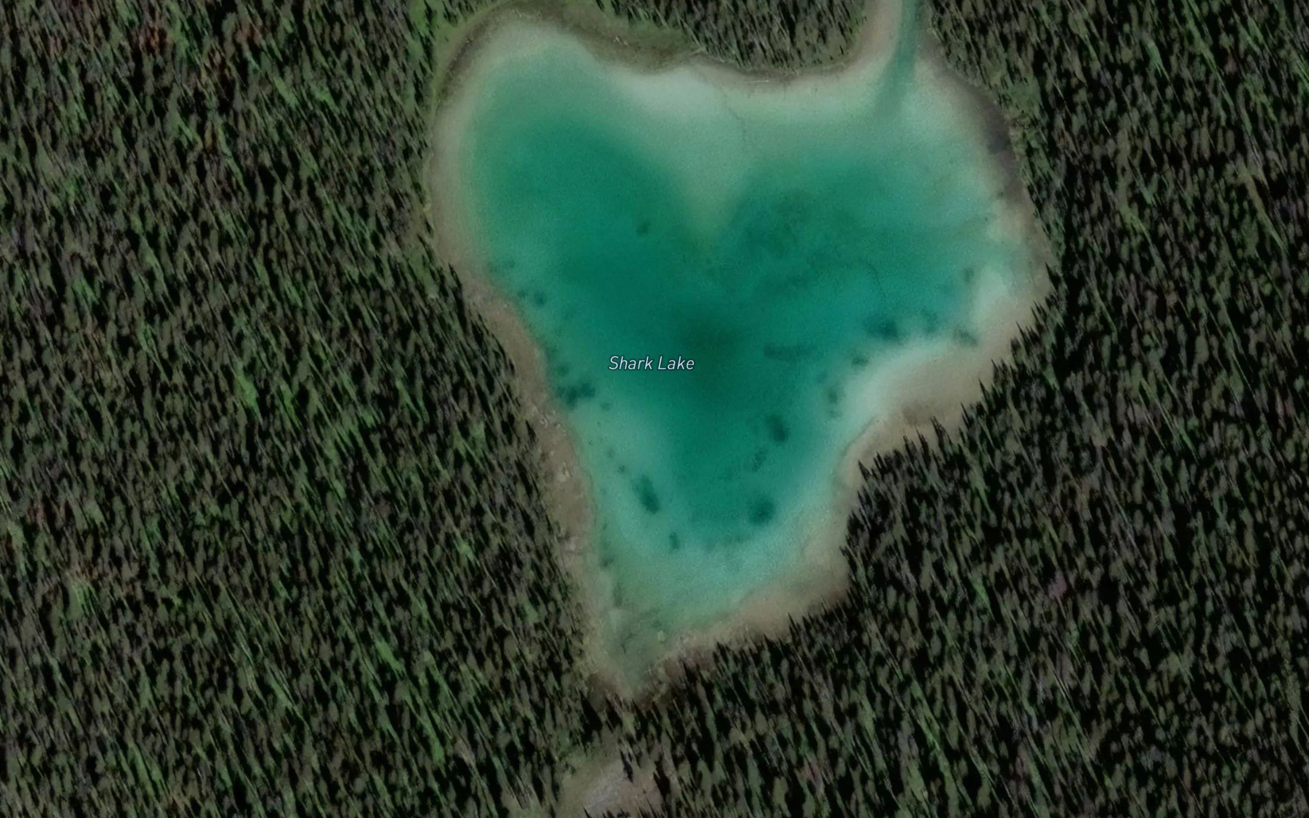 Shark Lake