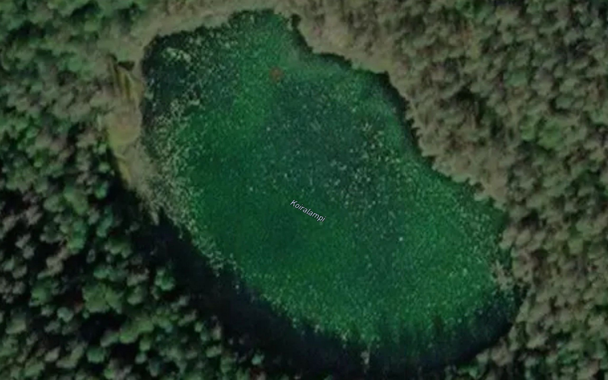 Koiralampi