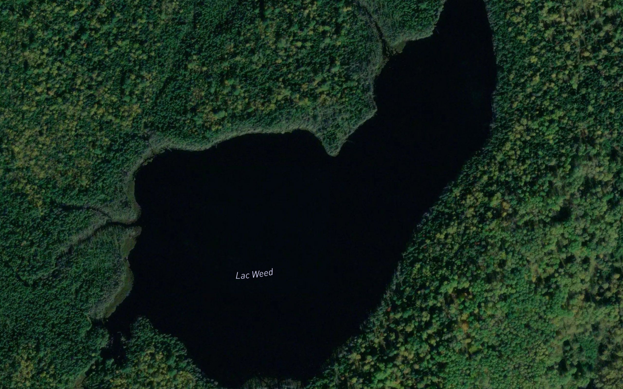Lac Weed