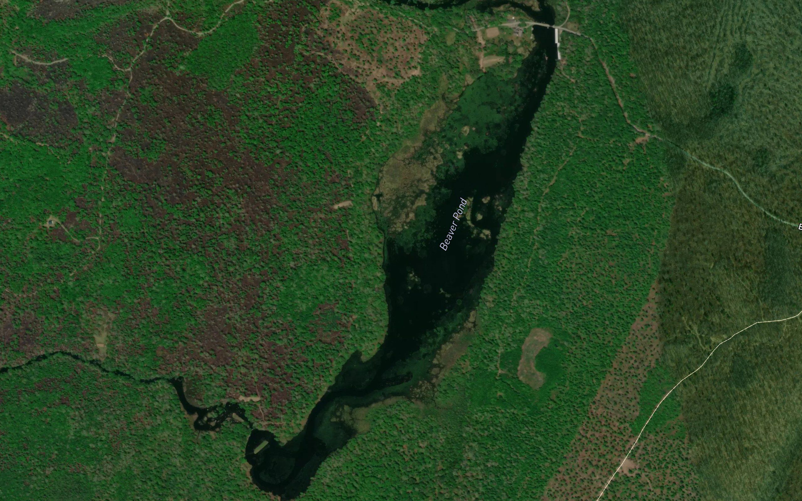 Beaver Pond