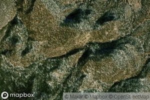 Quaking Aspen Spring