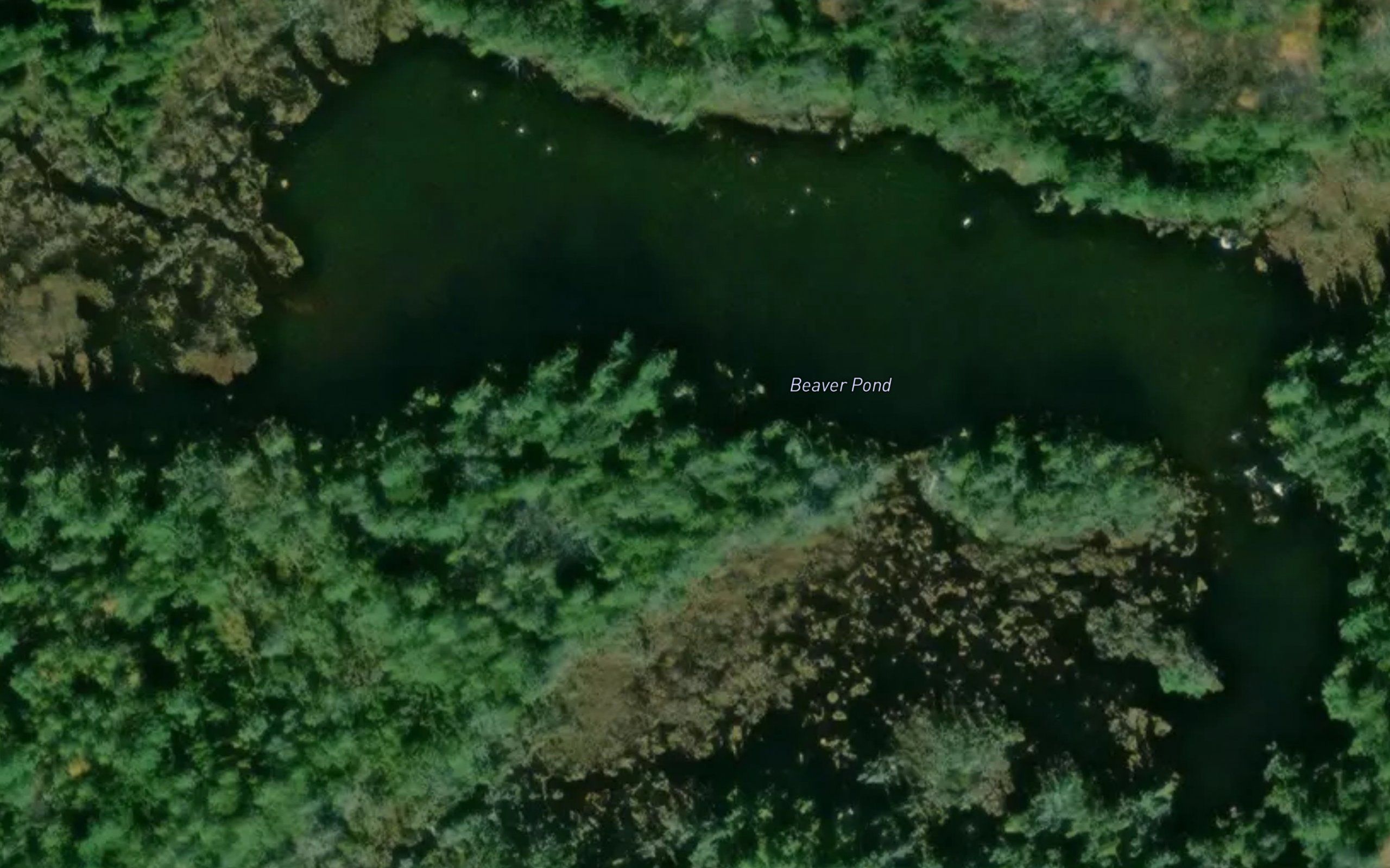 Beaver Pond