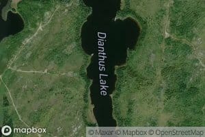 Dianthus Lake