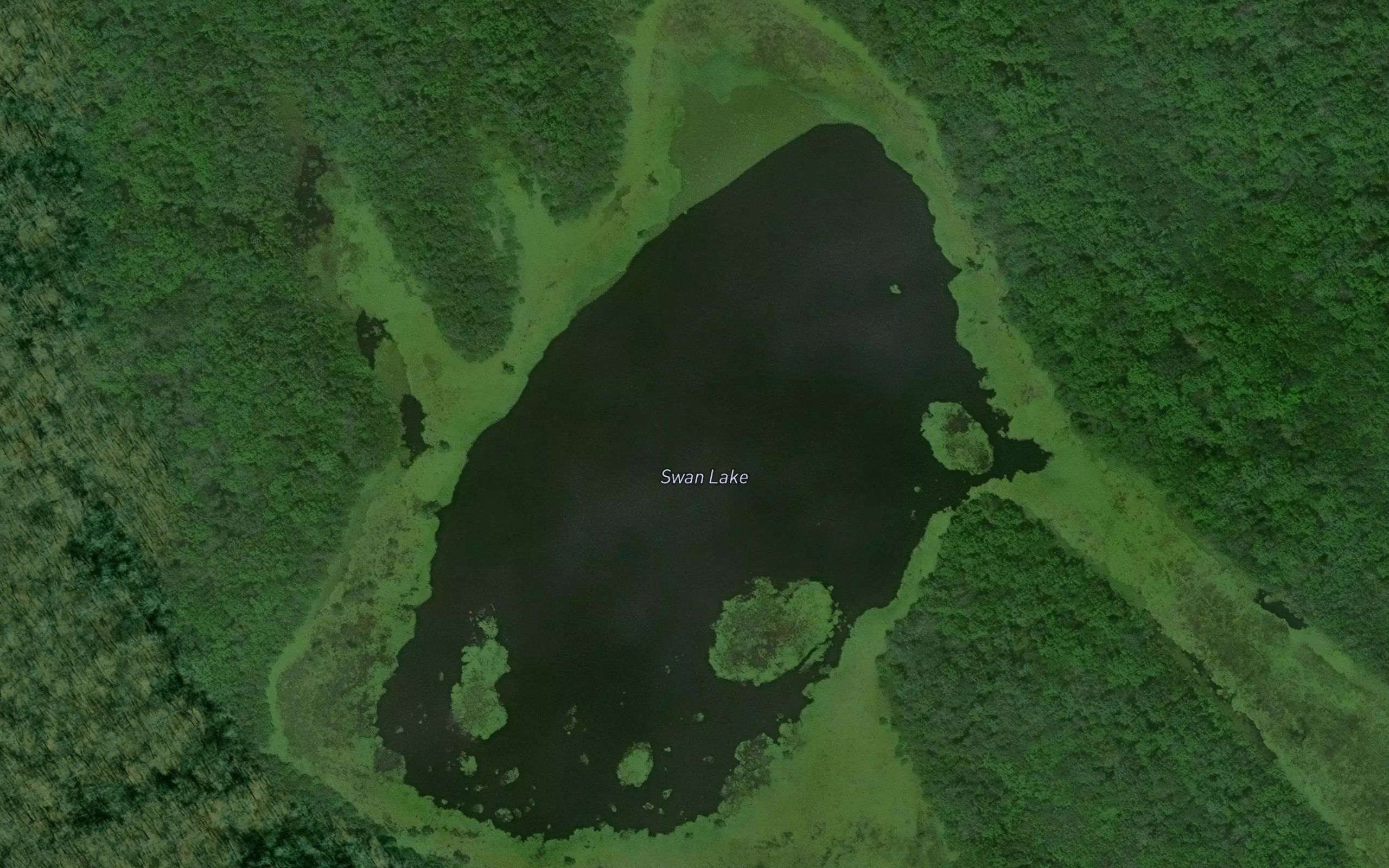 Swan Lake