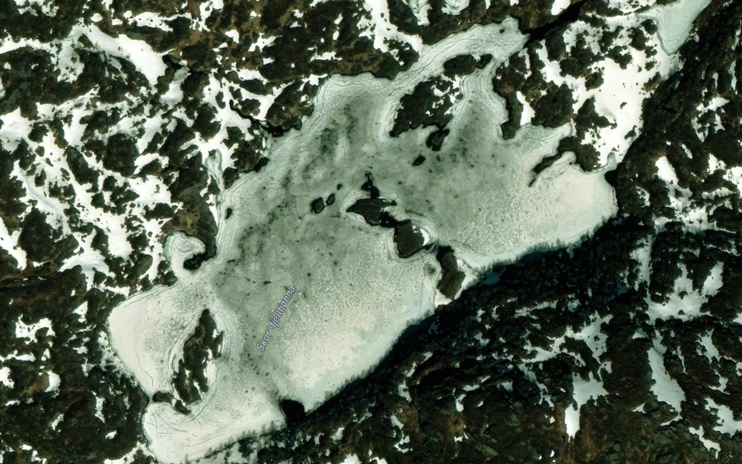 Skardsfjelltjorni