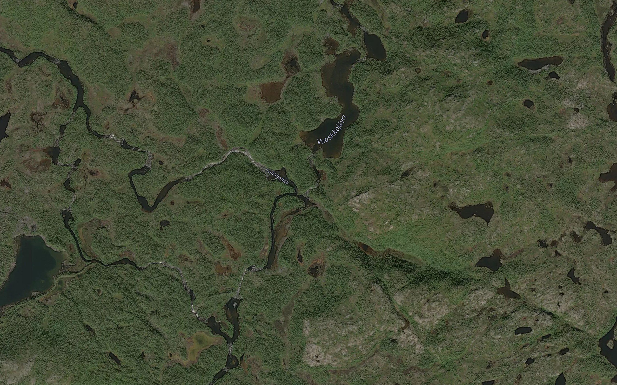 Blautmyrelva