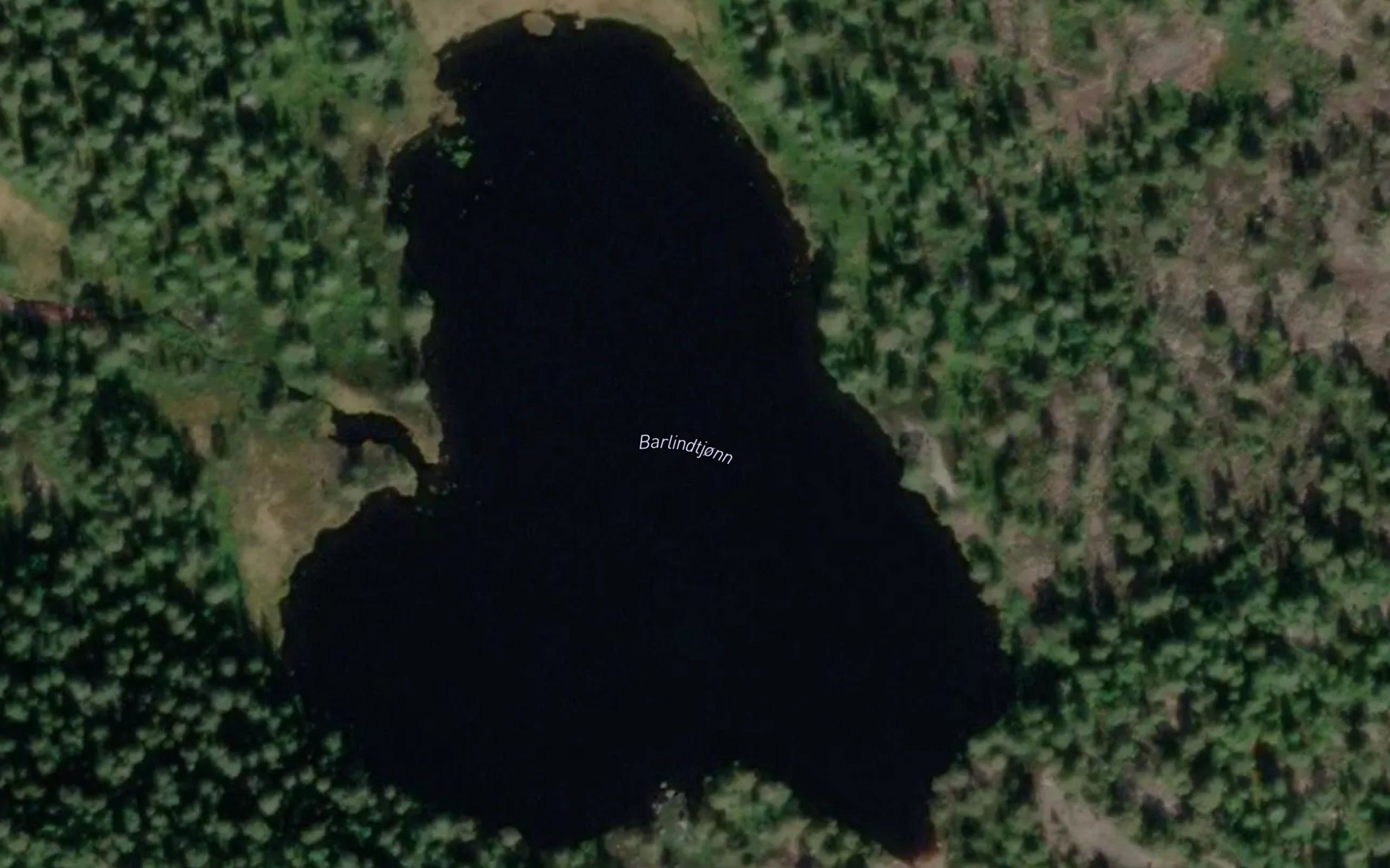Barlindtjorn