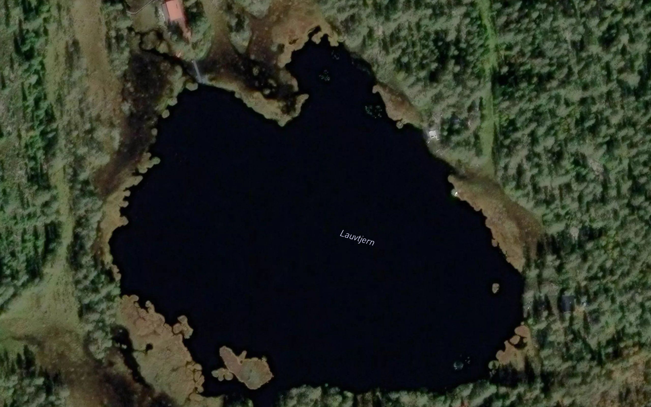 Lauvtjern