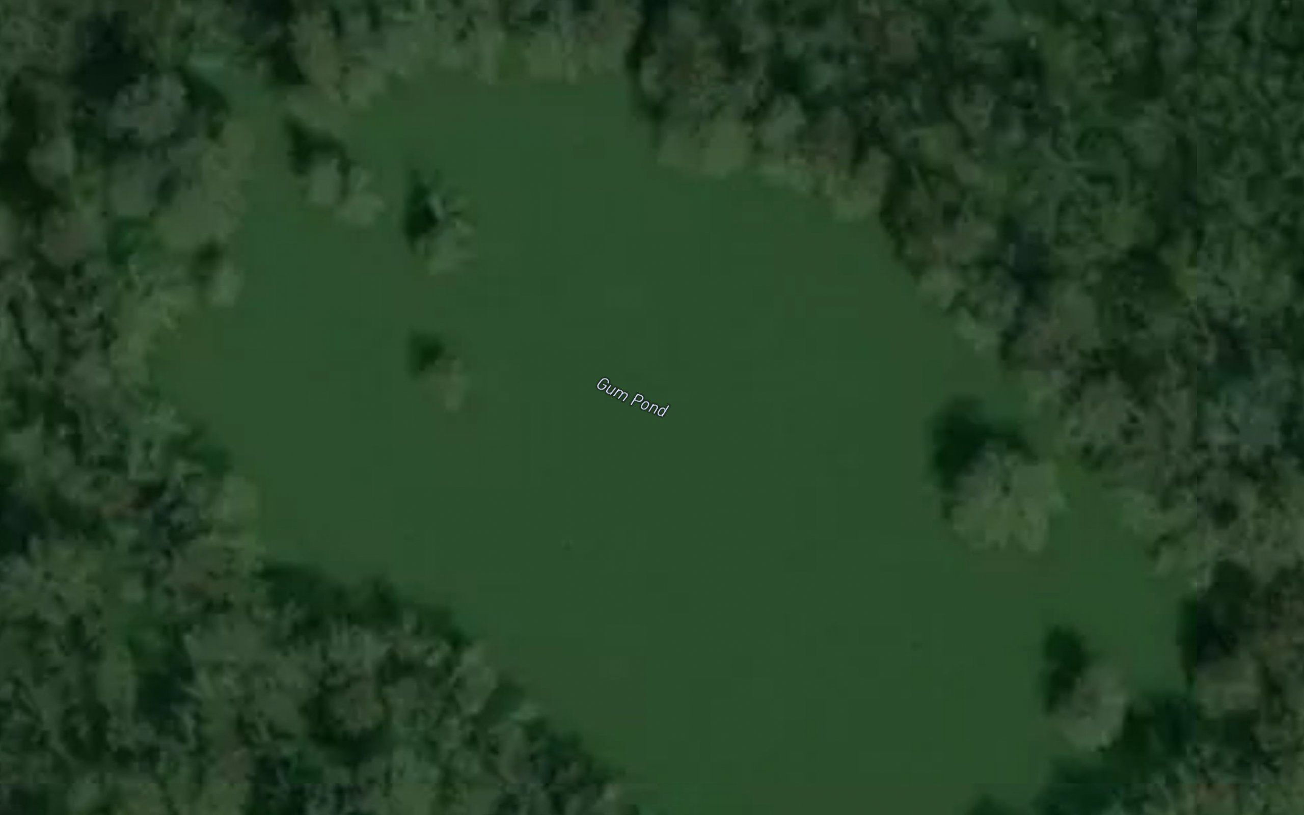 Gum Pond