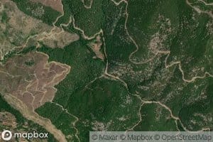 Demircilerinteknecik Pinari