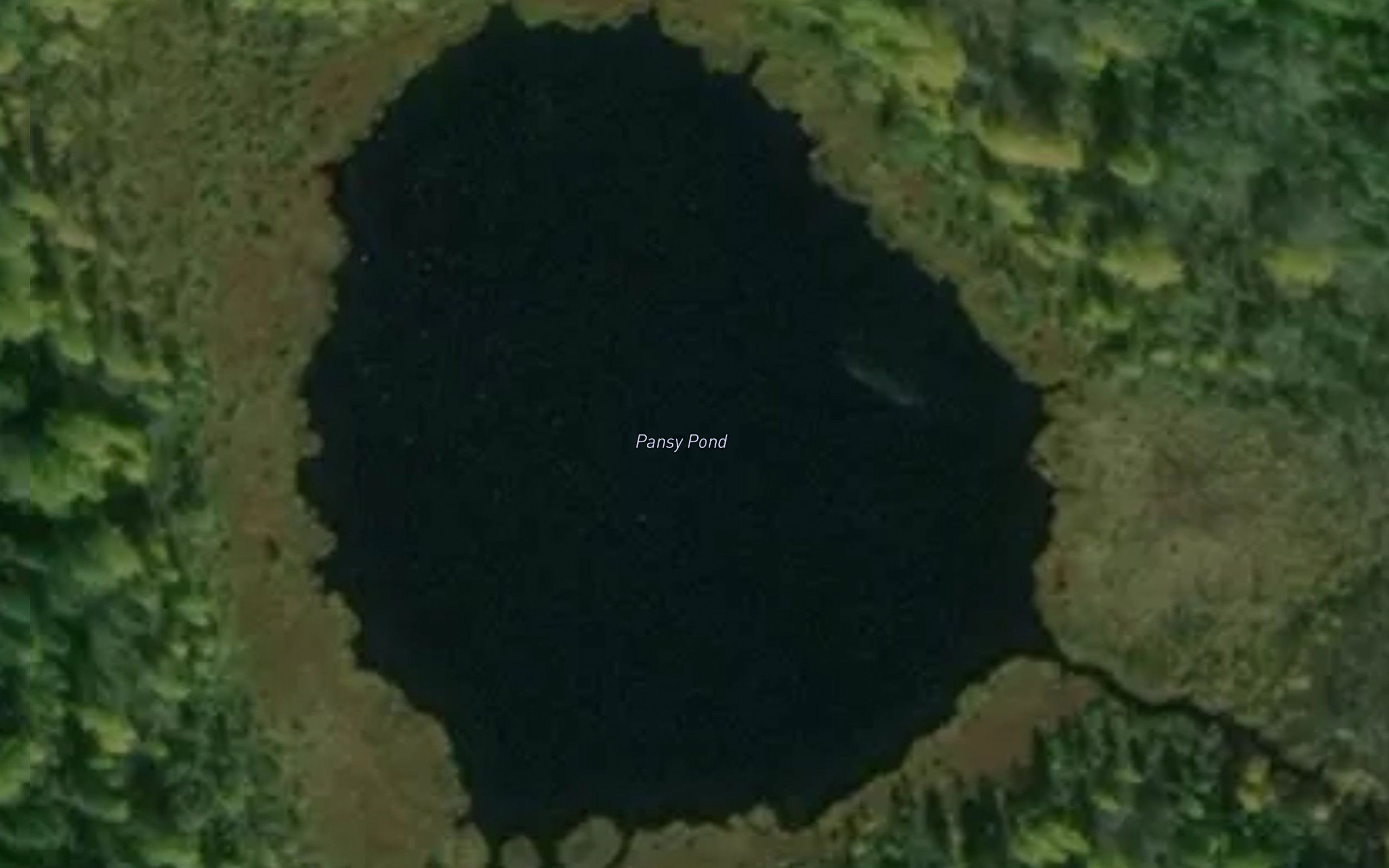 Pansy Pond