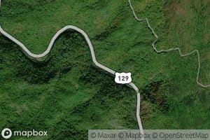 Persimmon Tree Branch