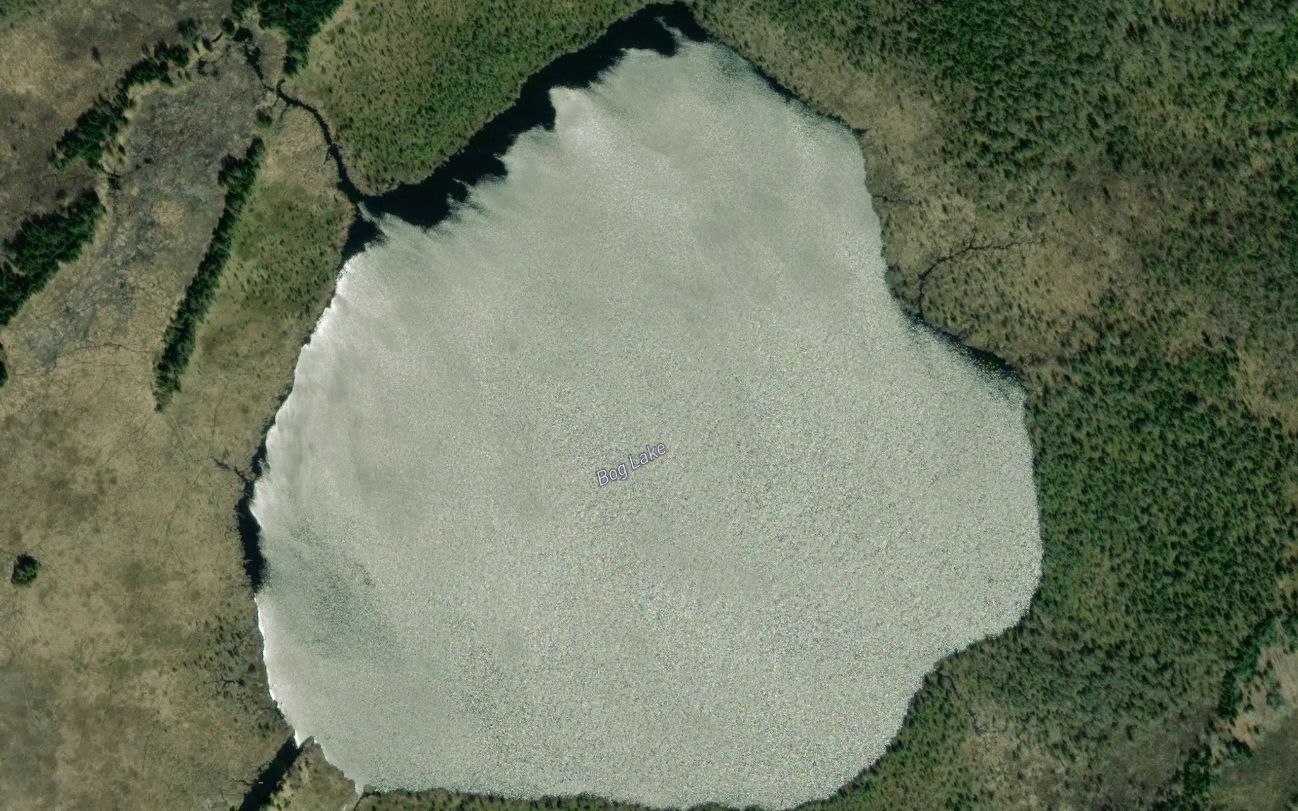 Bog Lake