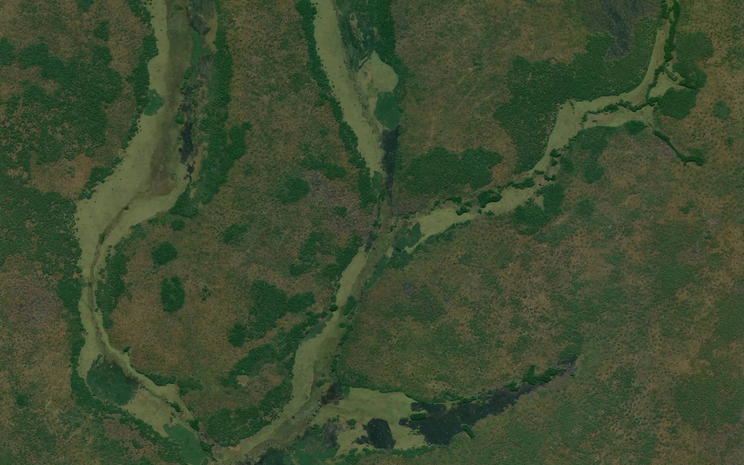 Caunga