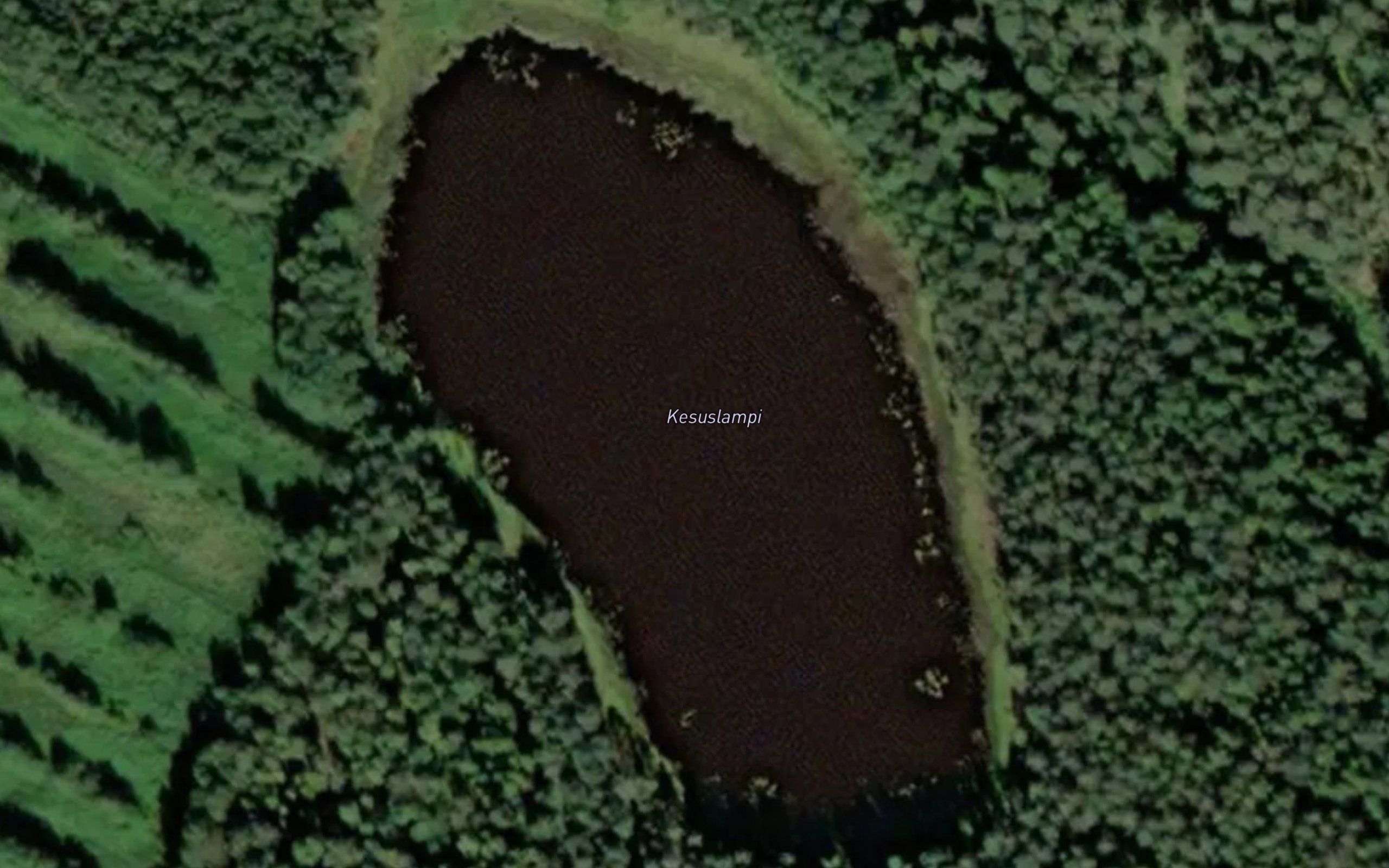 Kesuslampi