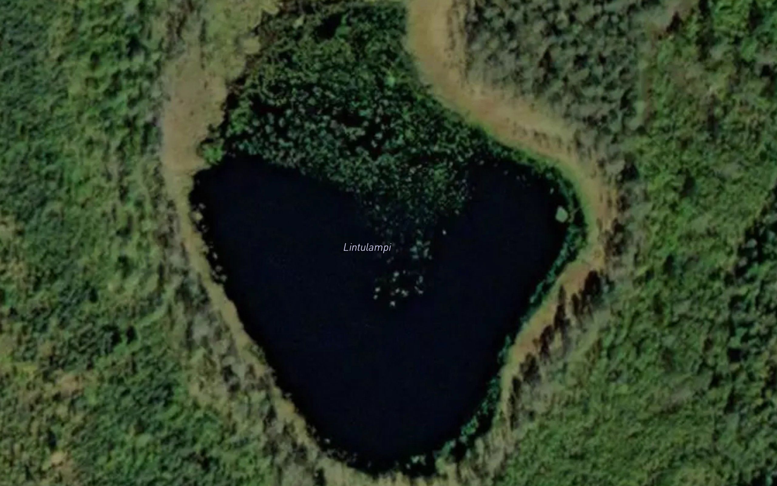 Lintulampi