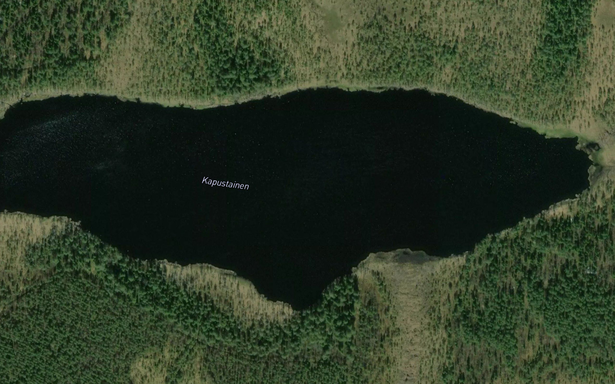 Kapustainen