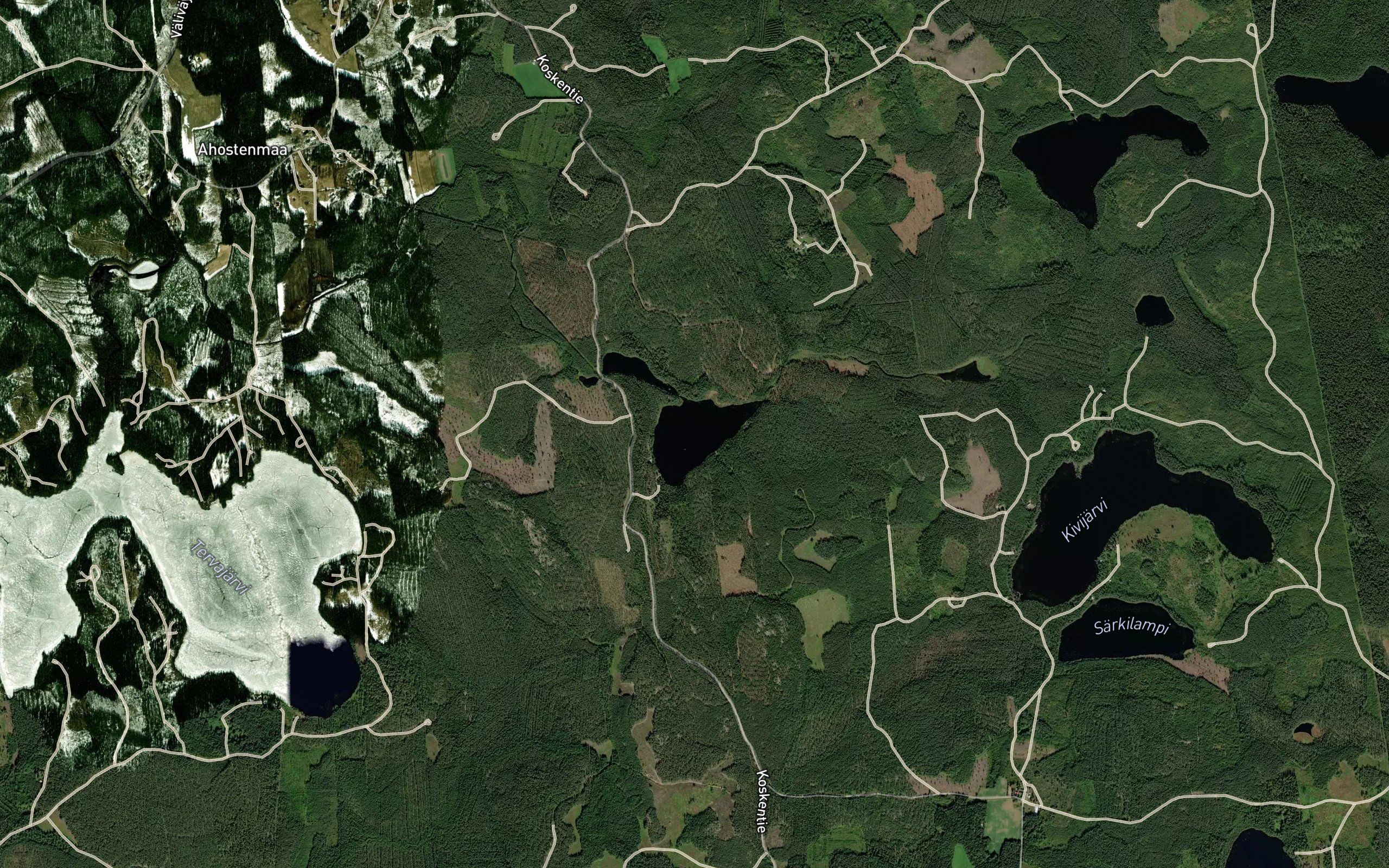 Koltsoppinen
